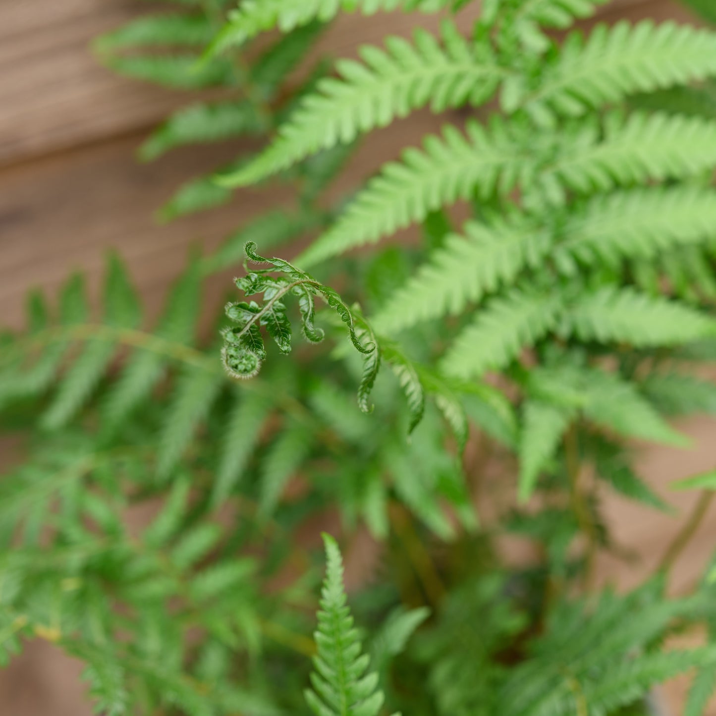curled leaves on dicksonia antarctica