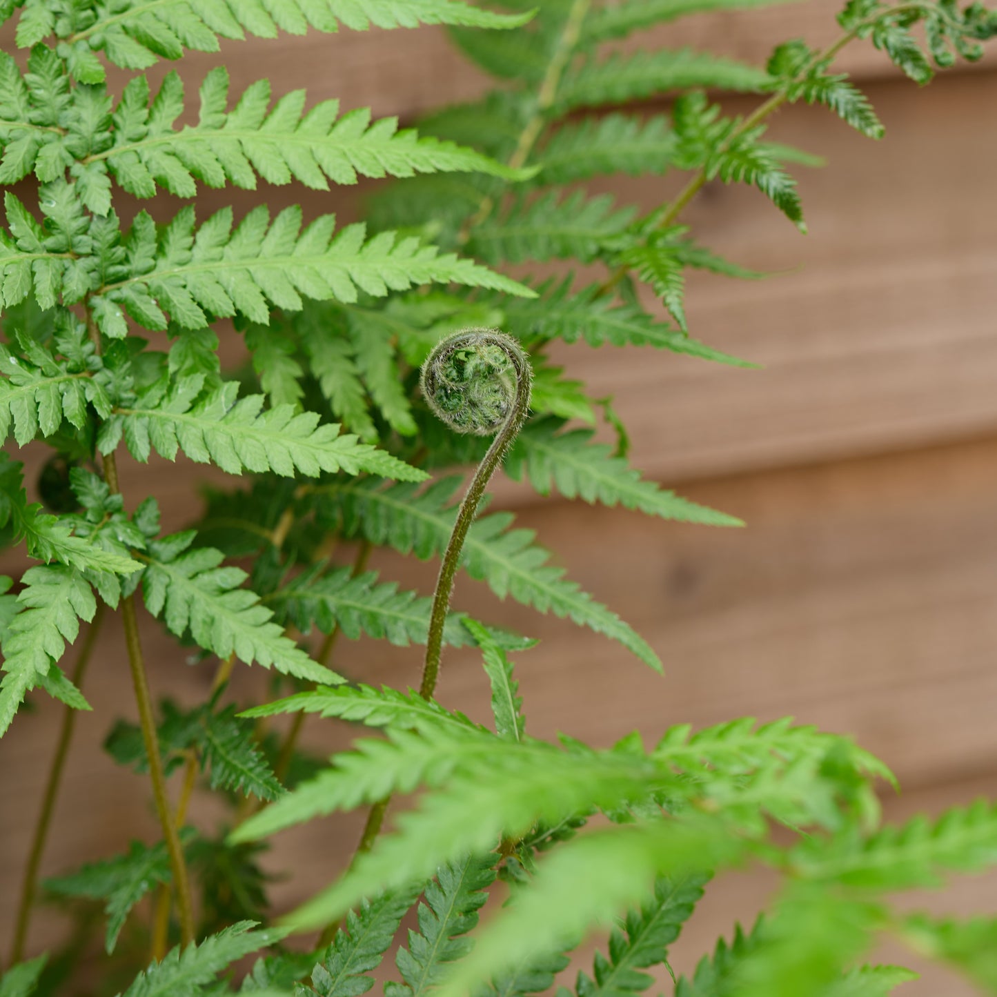 fronds on dicksonia antarctica