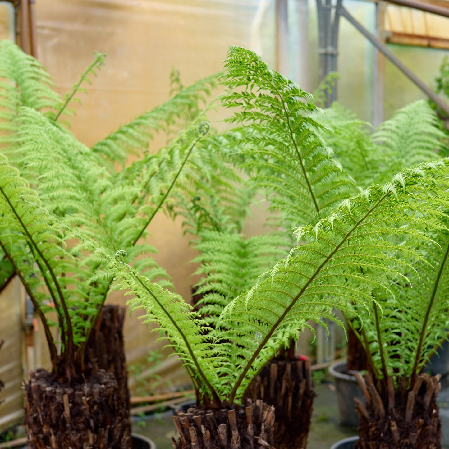 dicksonia antarctica plants