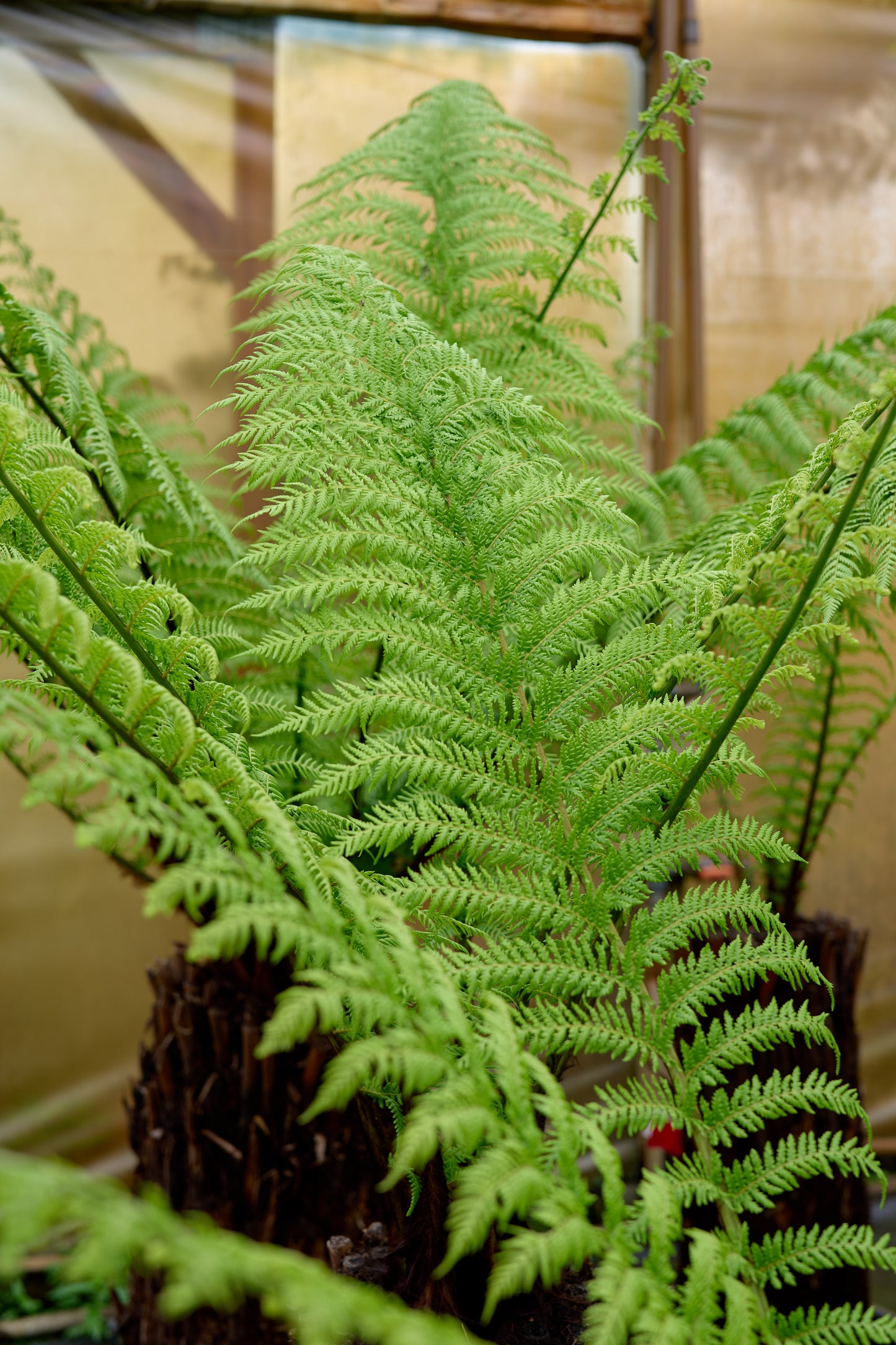 leaf fronds on dicksonia antarctica