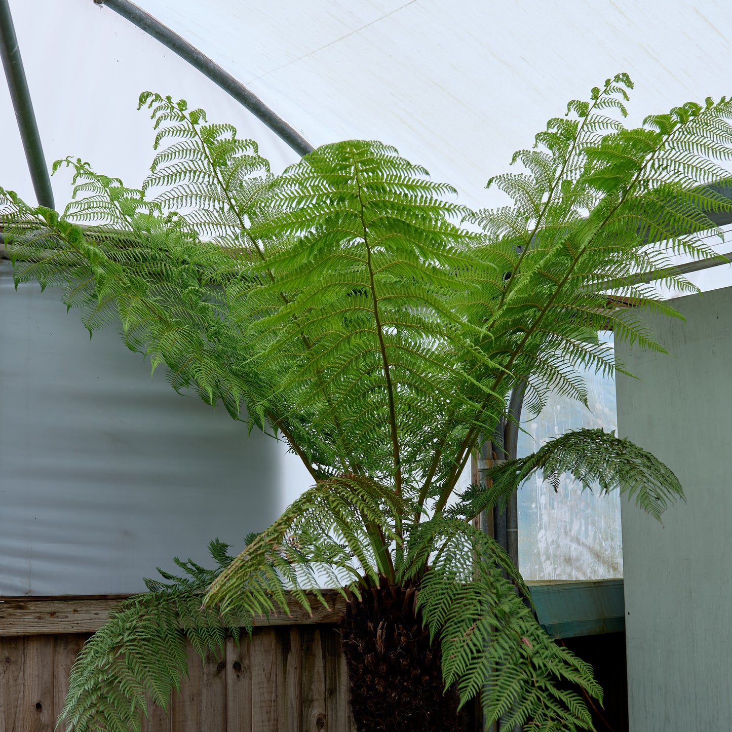 large dicksonia antarctica tree fern