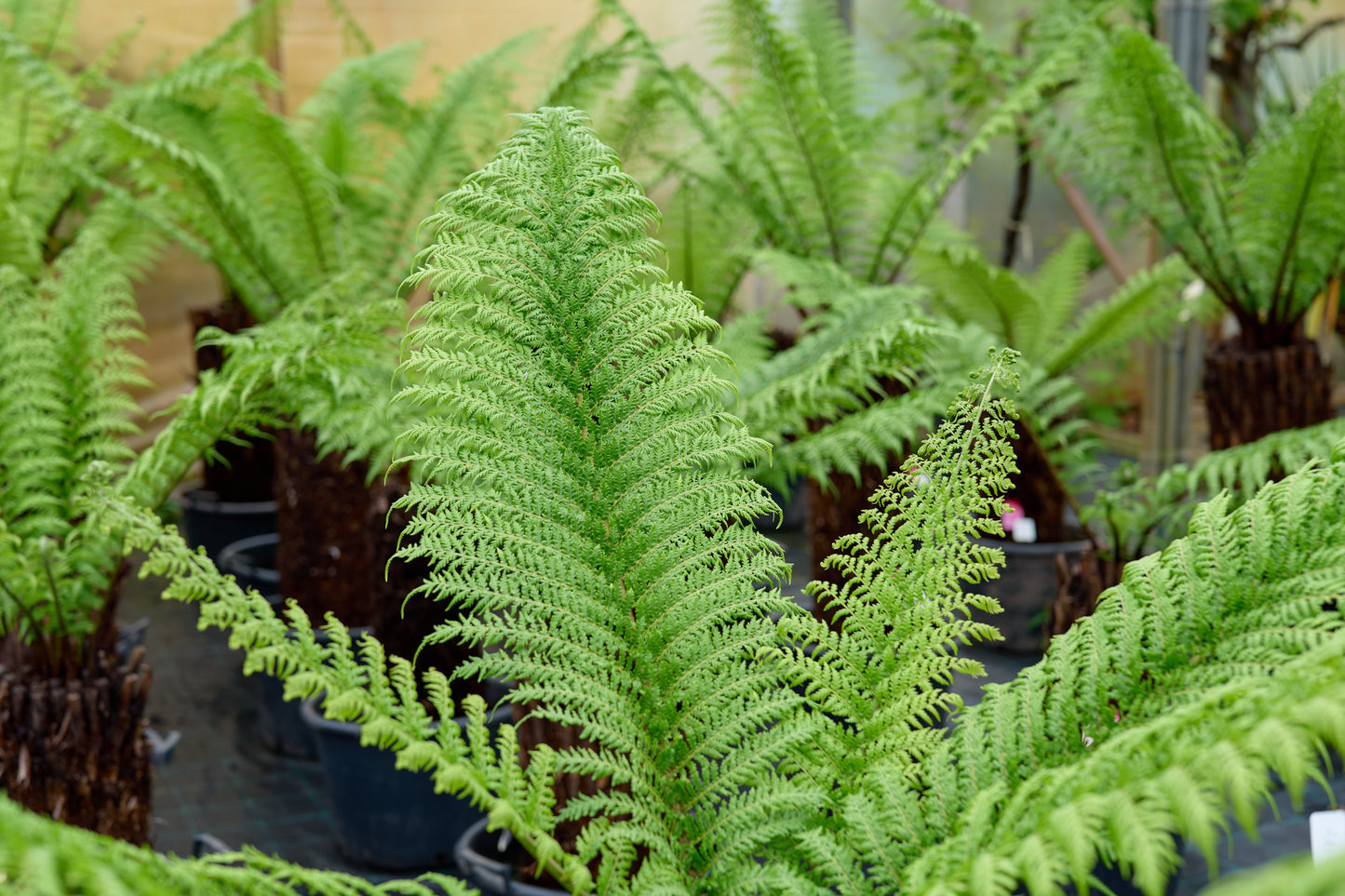 leaves on potted dicksonia antarcticas