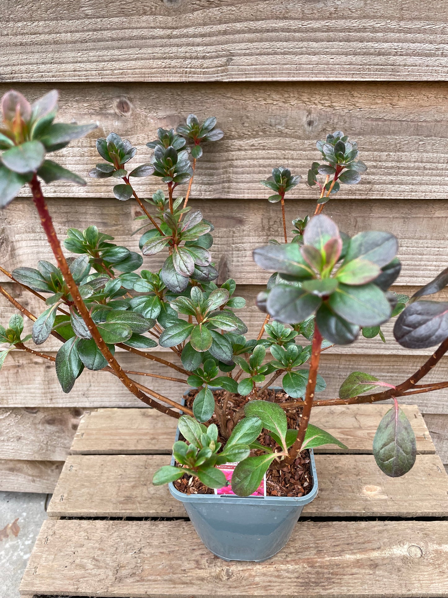 potted rhododendron mother's day plant
