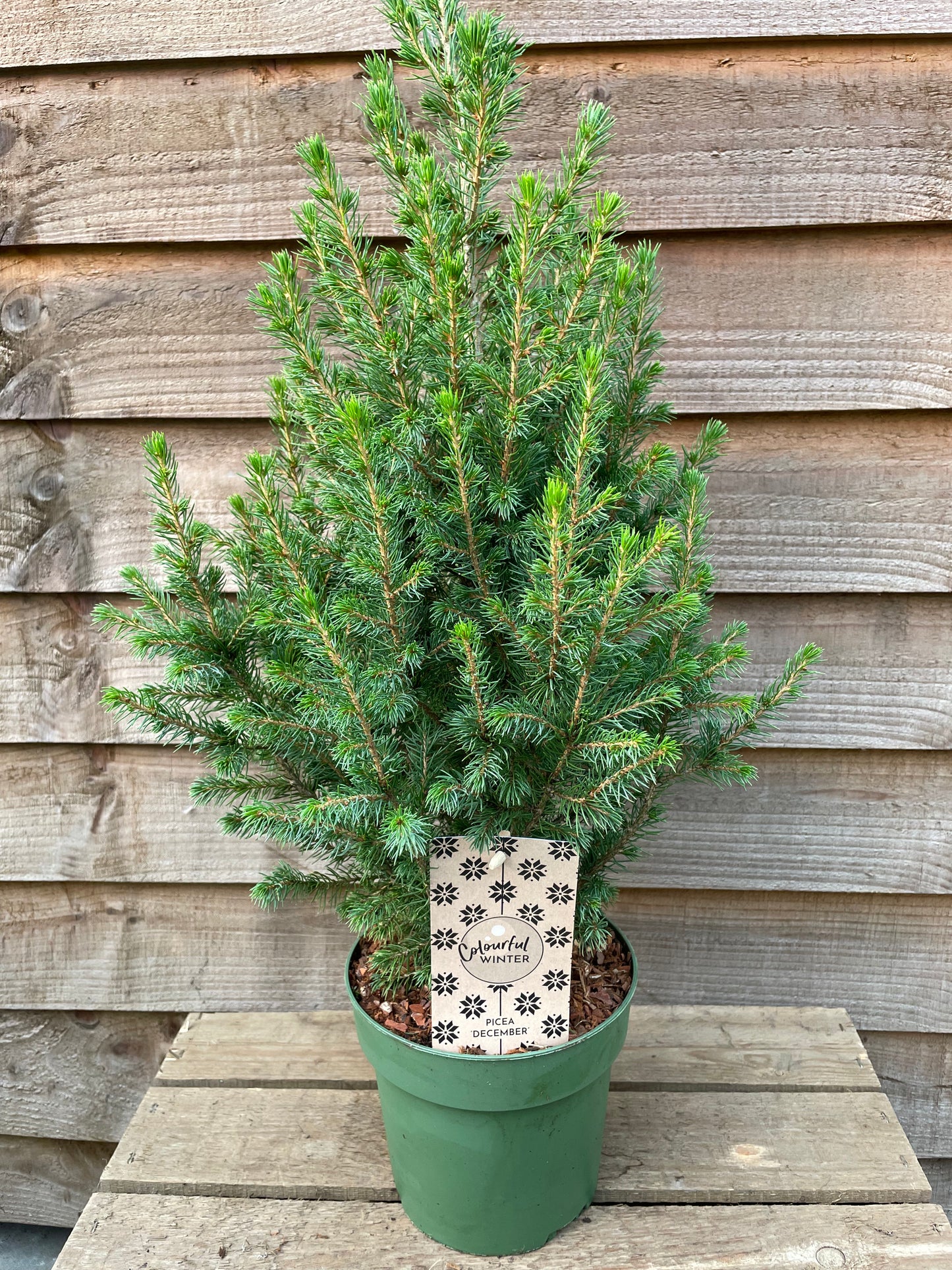 Potted Tabletop Christmas Tree