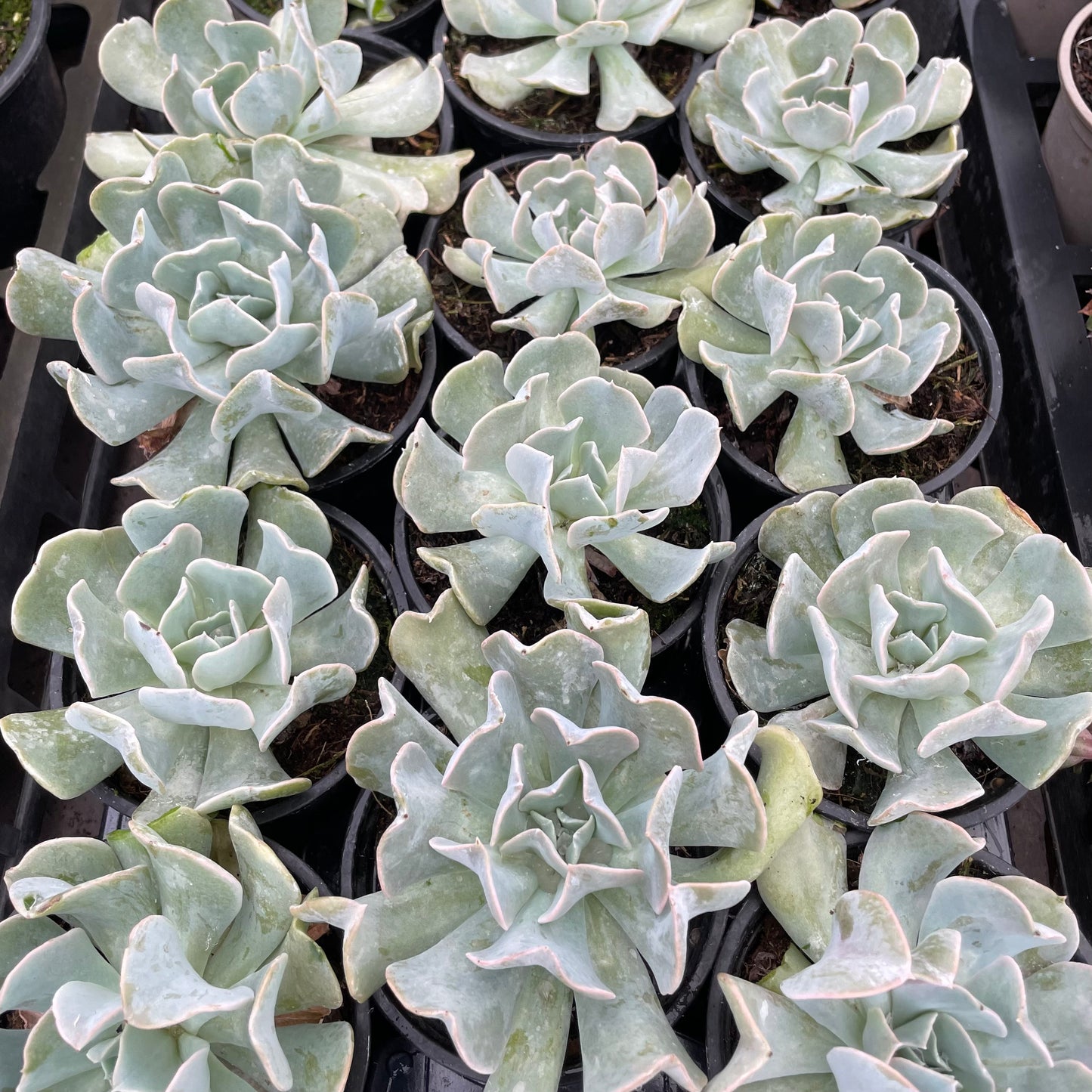 Pots of Echeveria Topsy Turvey Glaucus Blue Succulent Plants