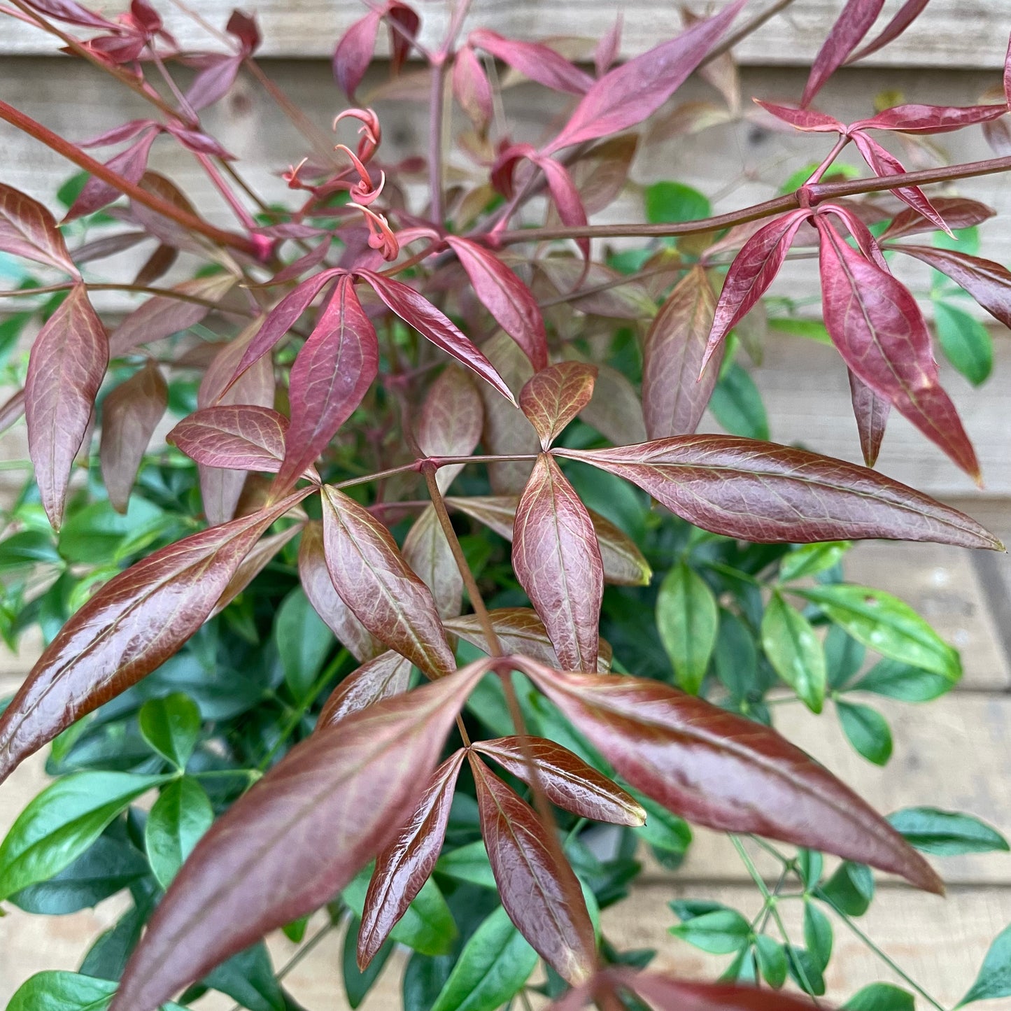 red leaves on nandina domestica obsessed plant