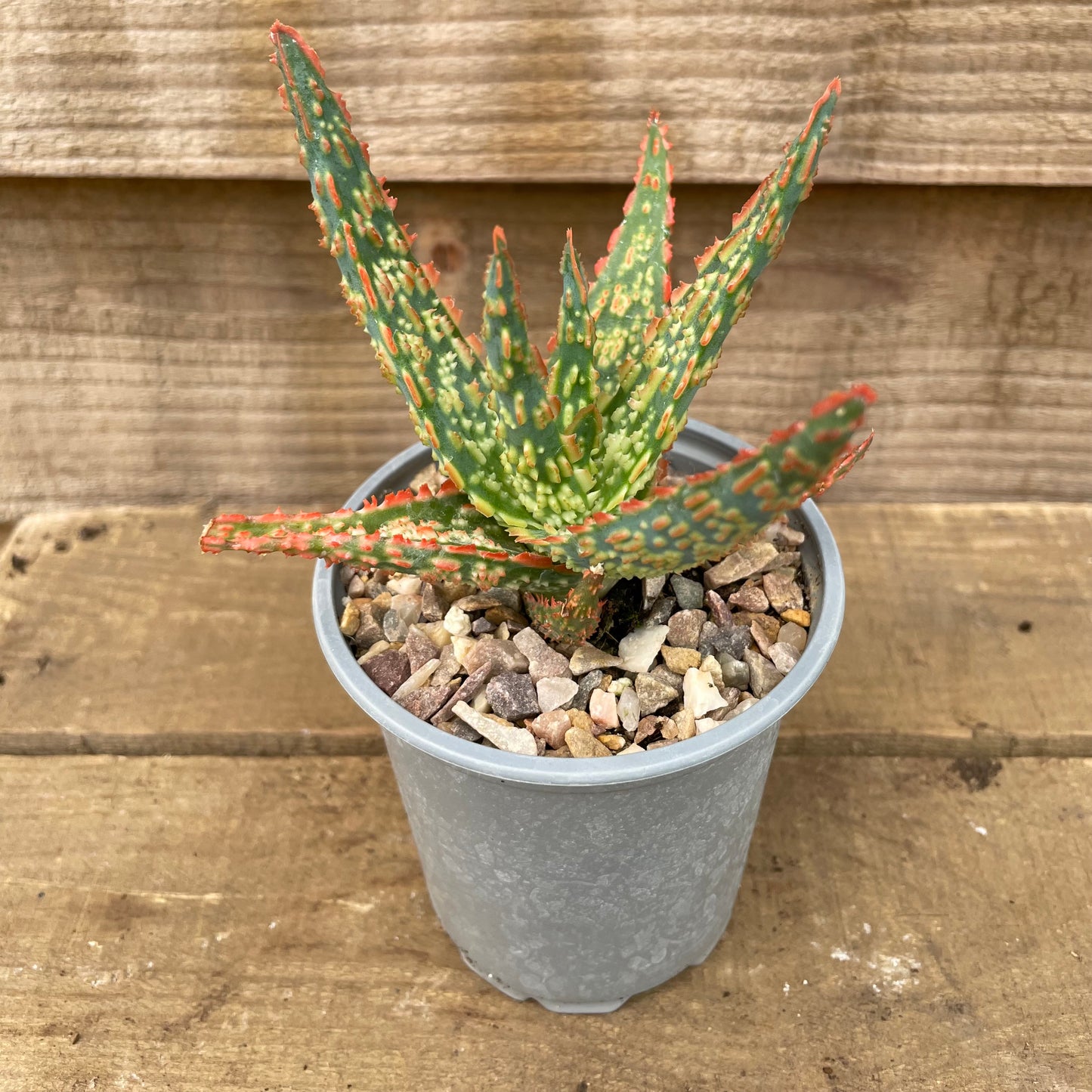 red and yellow christmas aloe plant