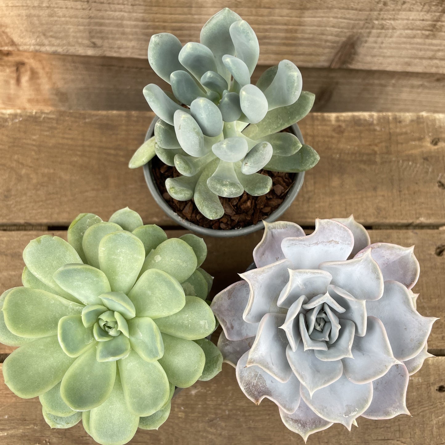 Three Echeveria Succulents
