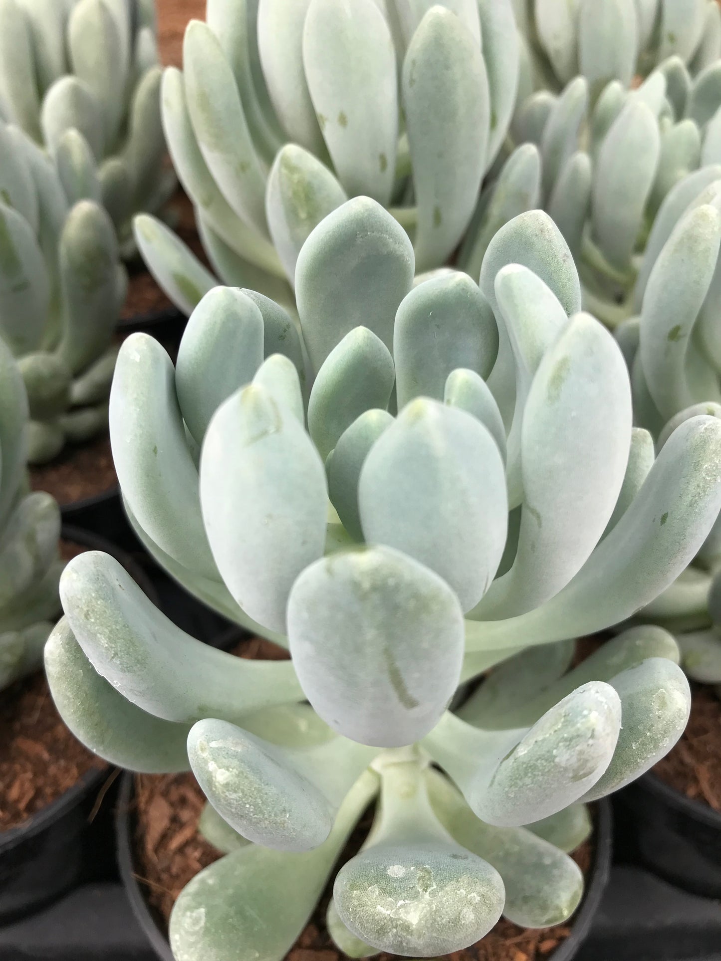 Echeveria cana potted plants