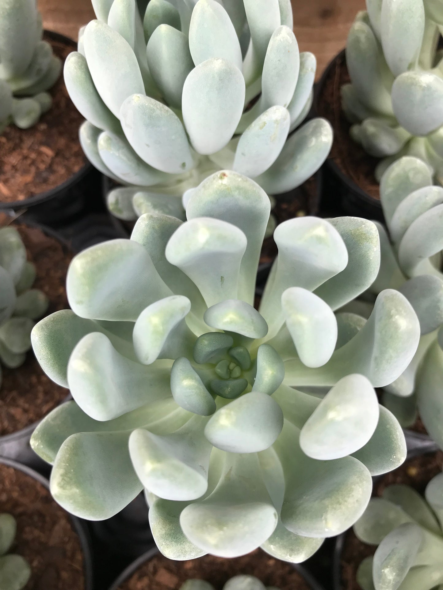 Echeveria cana plants