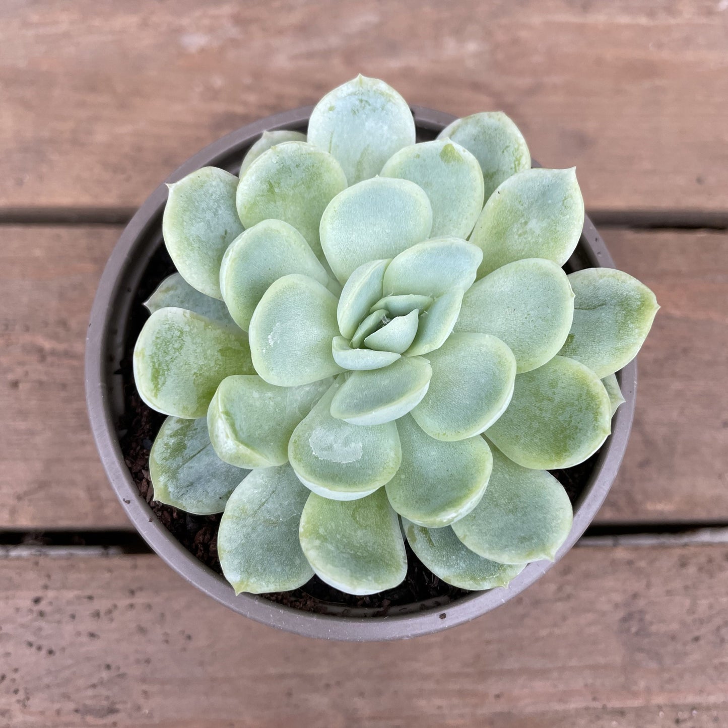 Echeveria Elegans Succulent