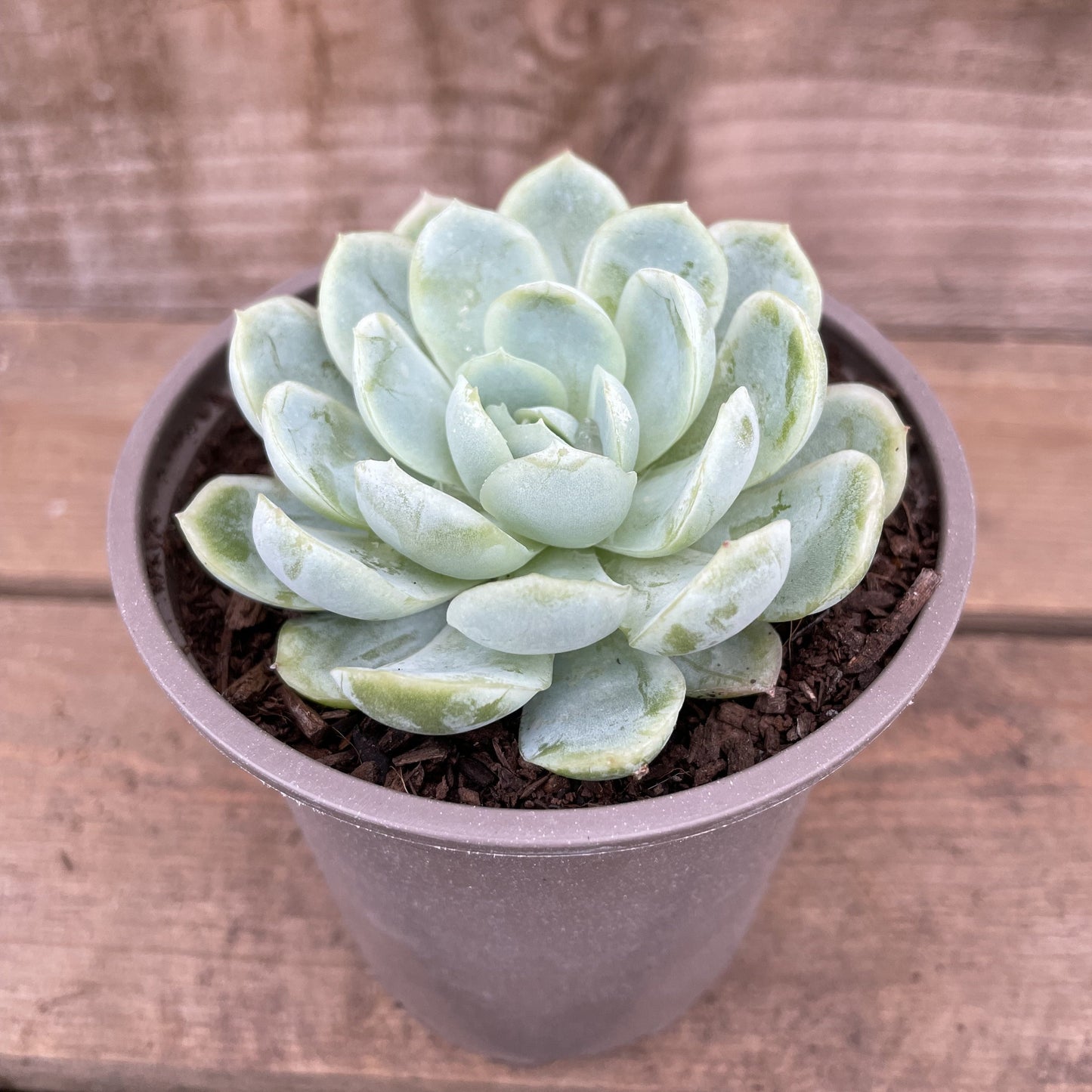 Potted Echeveria Elegans Succulent