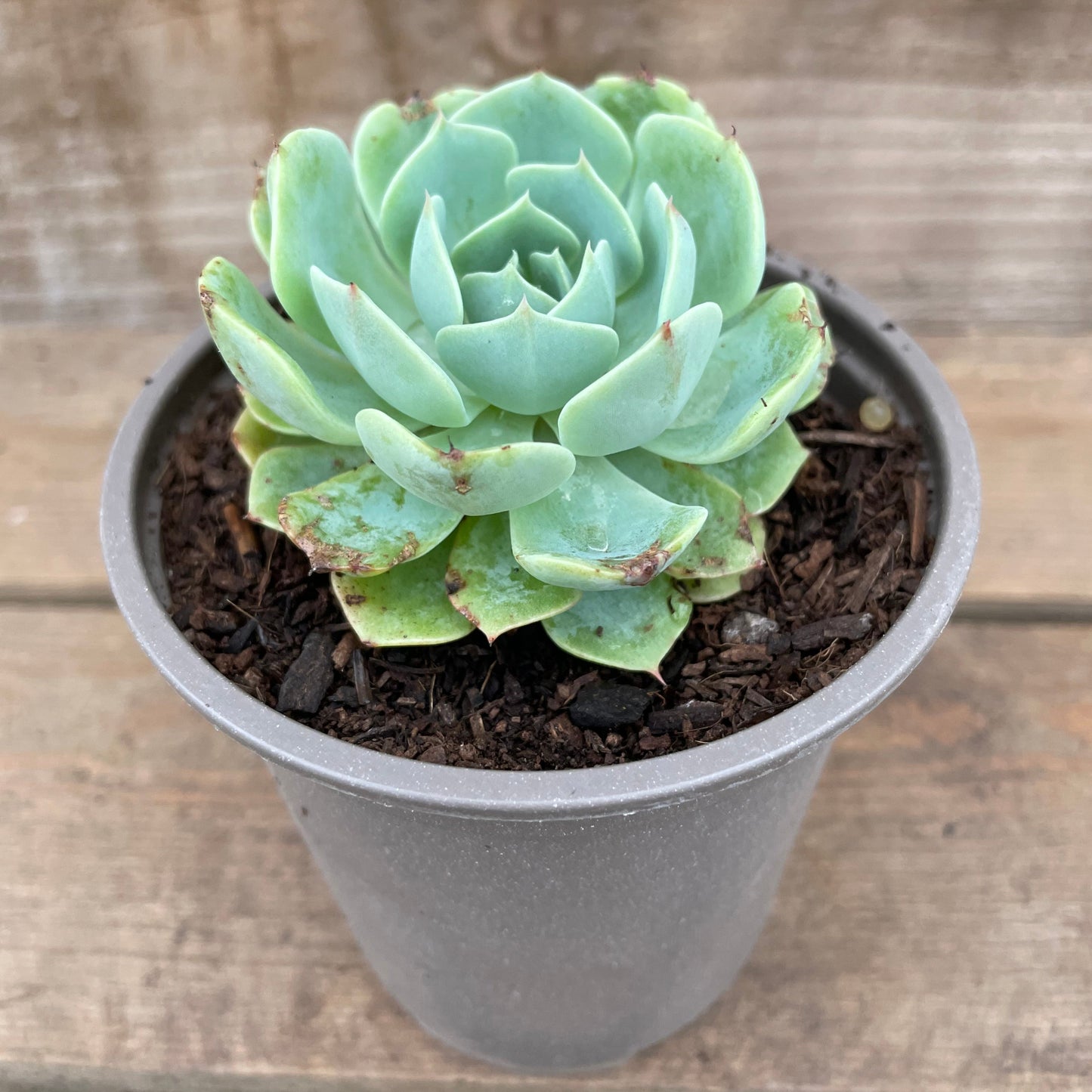 Pot of Echeveria Glauca succulent