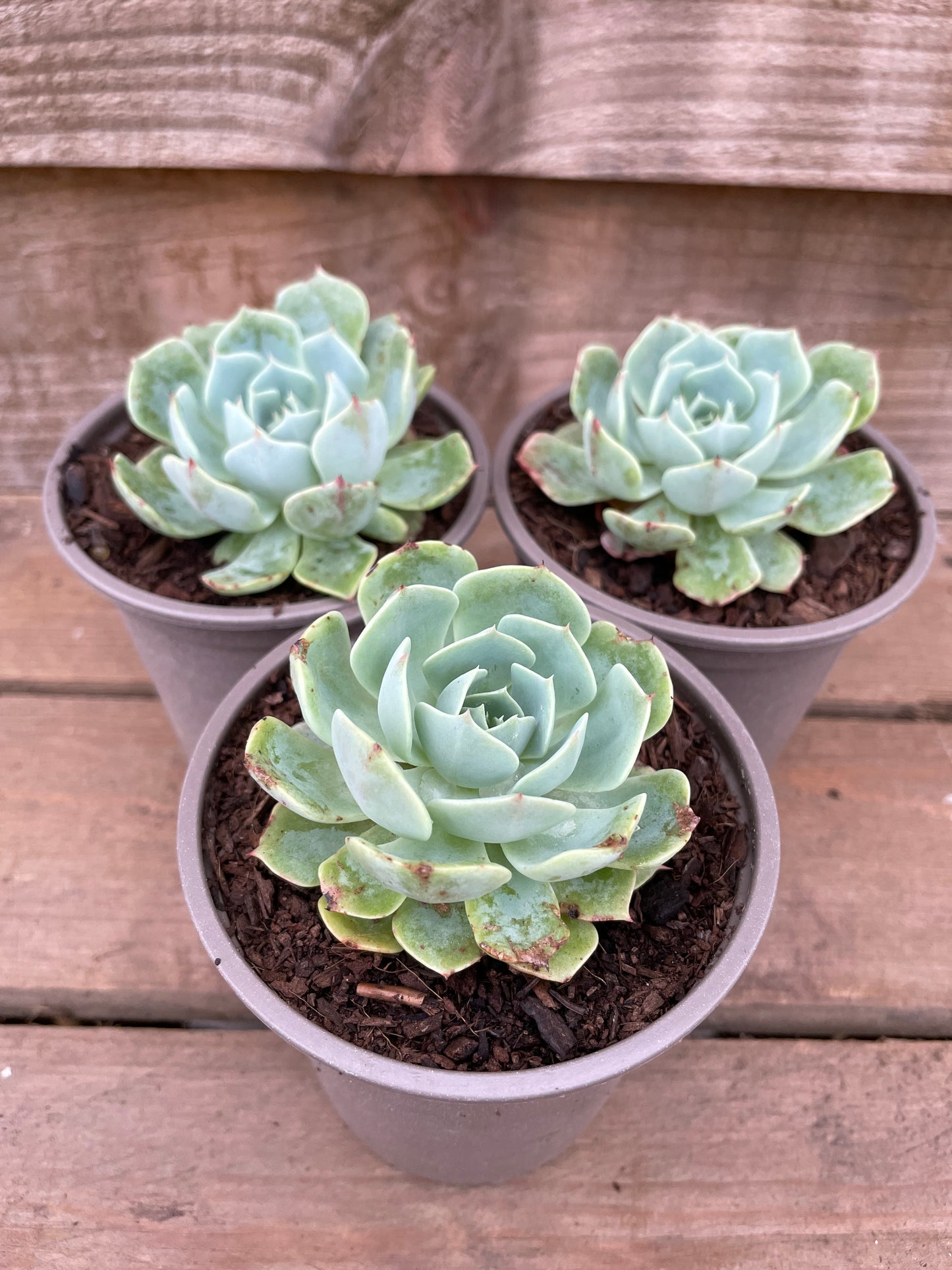 three Echeveria Glauca succulents
