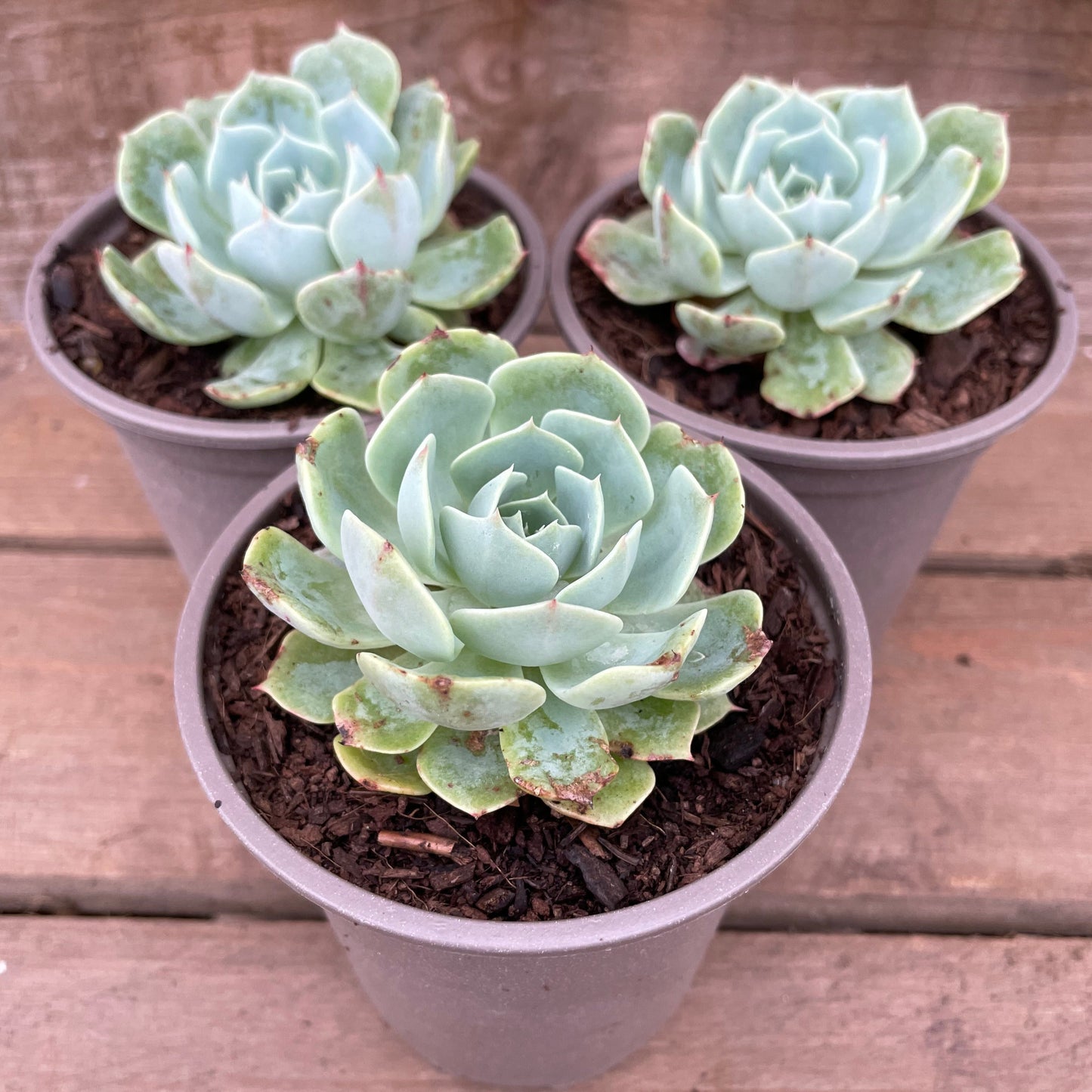 Three pots of Echeveria Glauca succulents