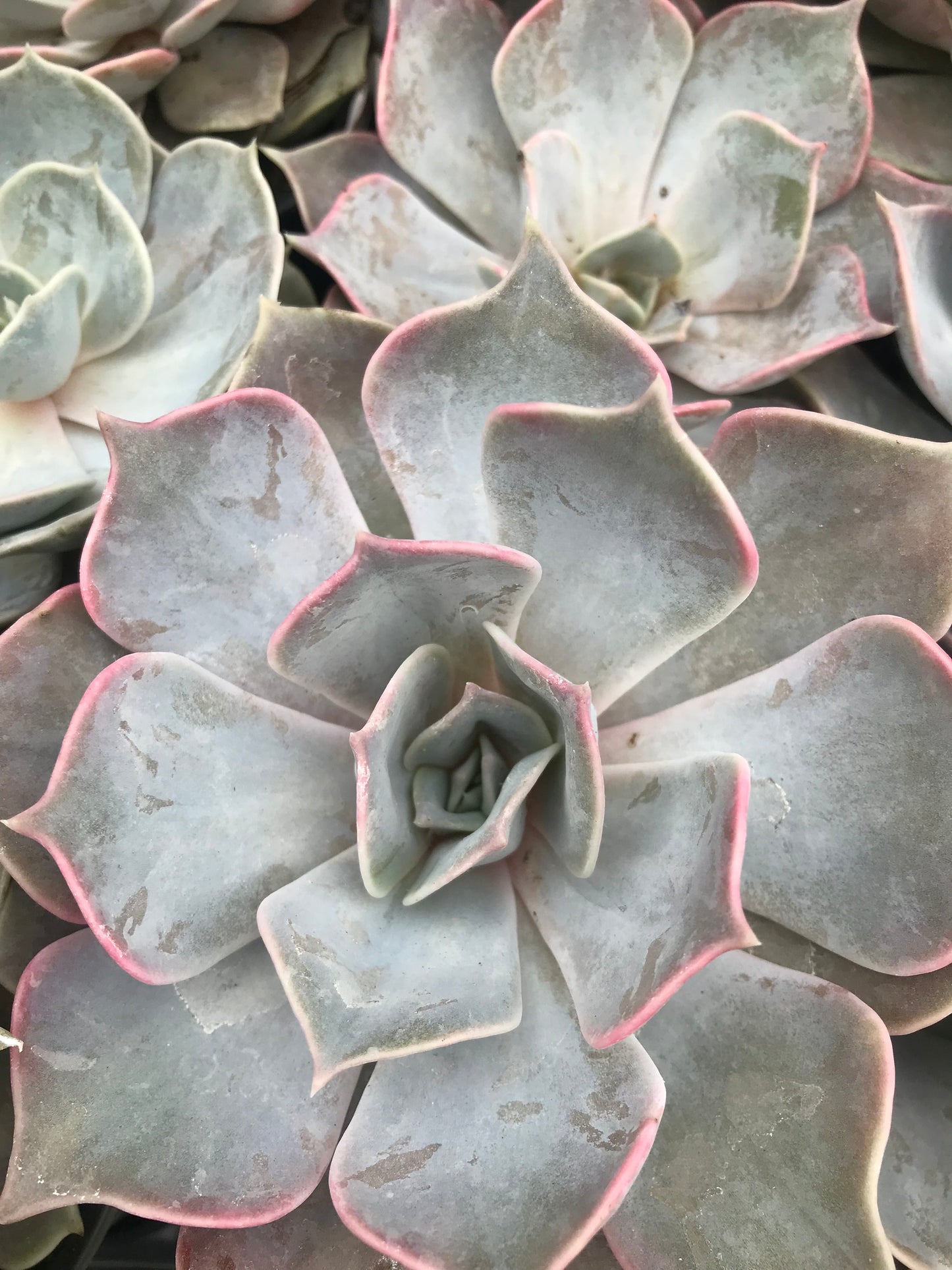 Echeveria lilaciana plant