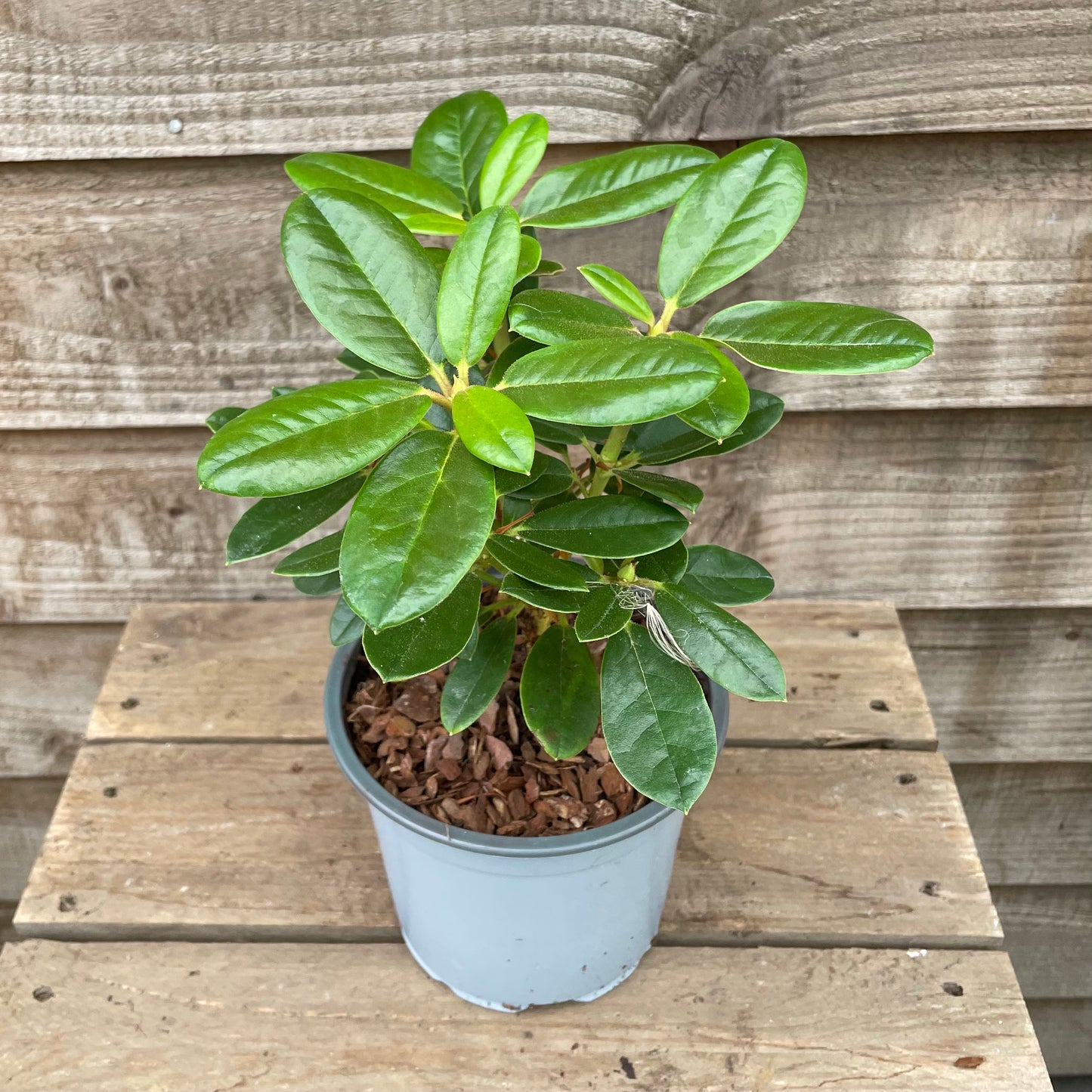 Pot of Small Rhododendron Nancy Evans Plant