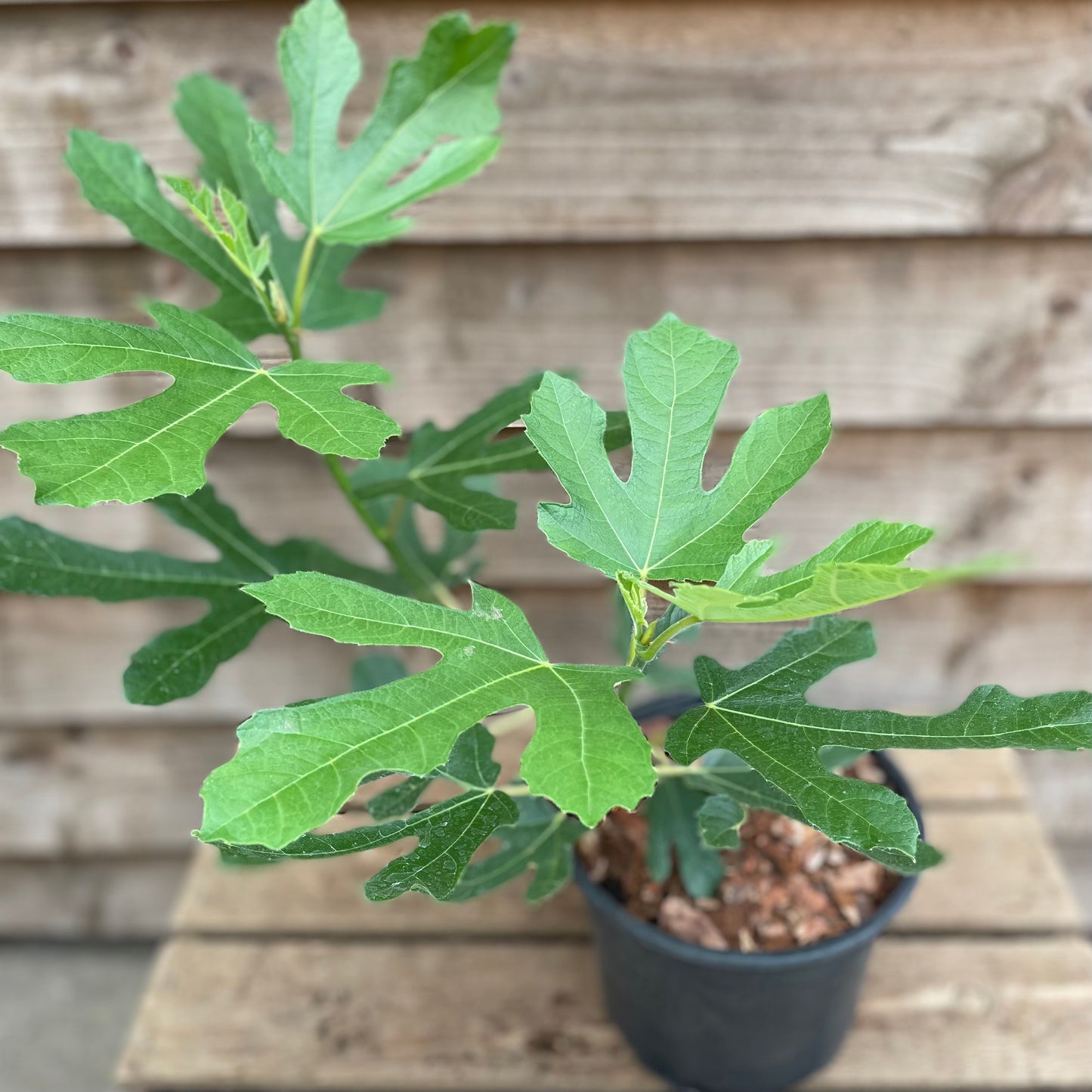 Ficus Little Miss Figgy