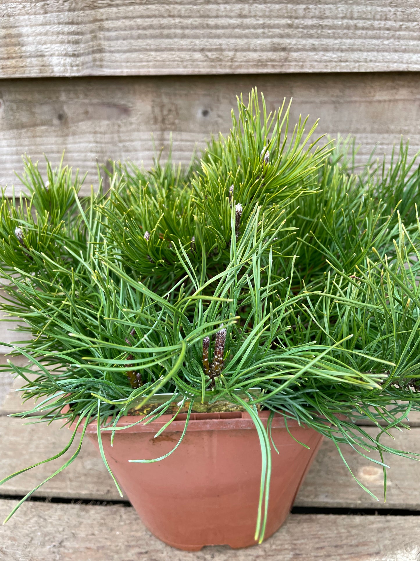 Pinus Mugo Pumilio Plant in Pot