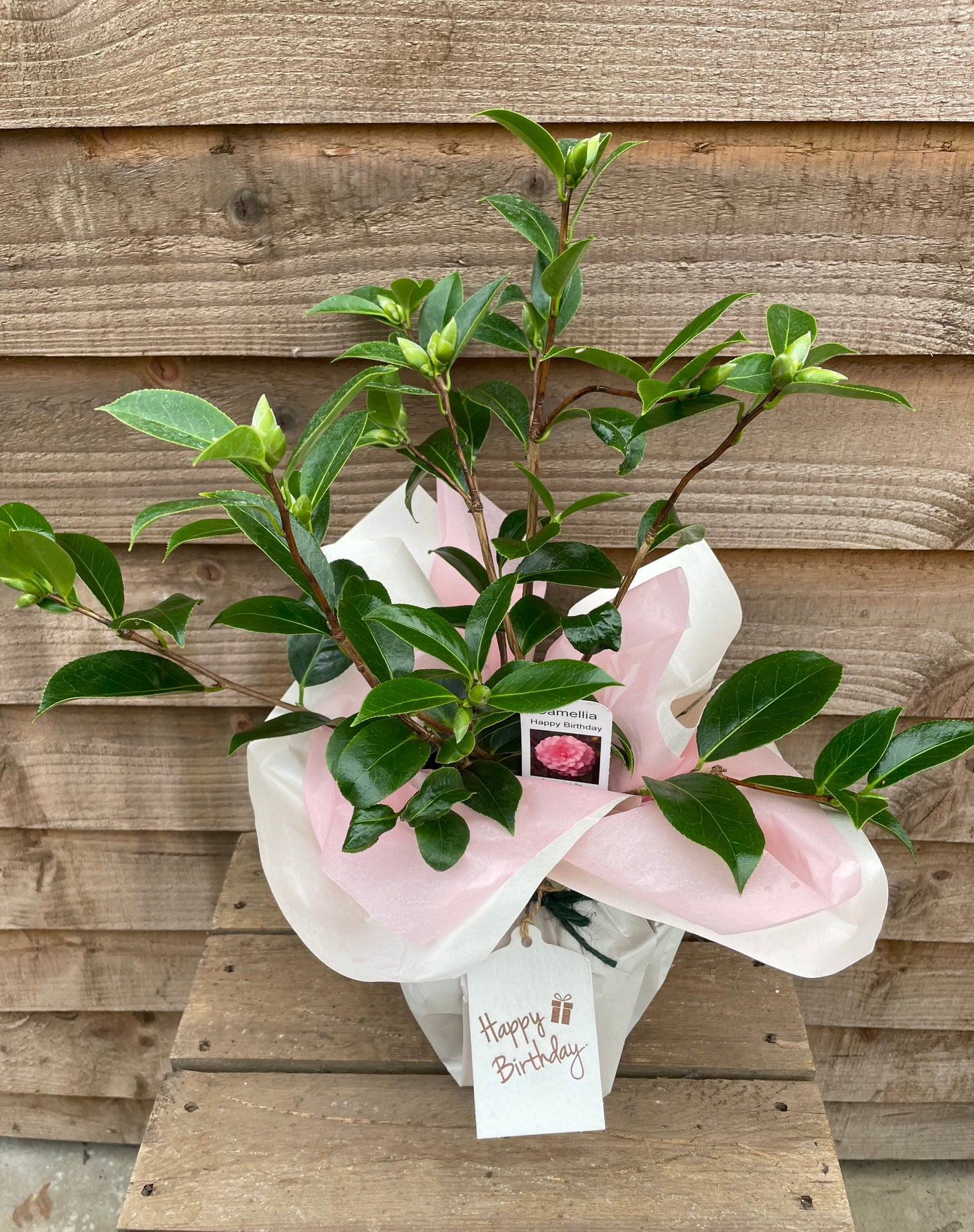 gift wrapped Camellia Japonica Happy Birthday plant