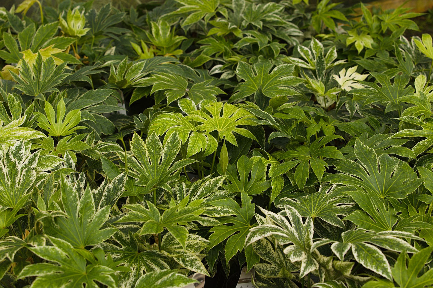 leaves on fatsia japonica spider's web plants