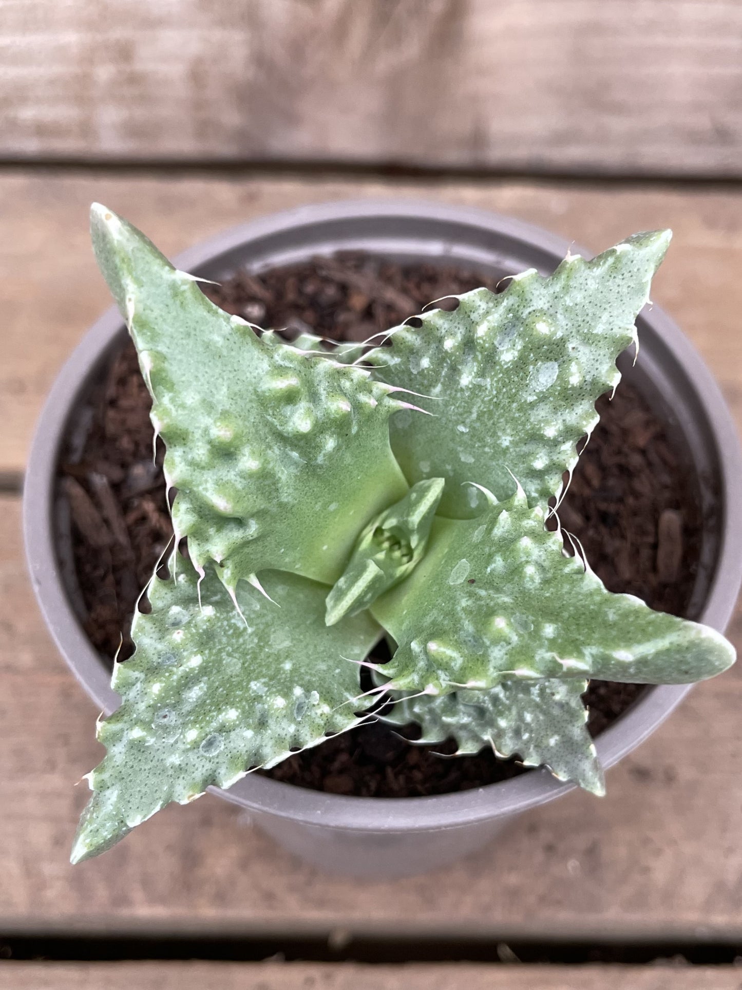 Potted Faucaria Tuberculosa Plant
