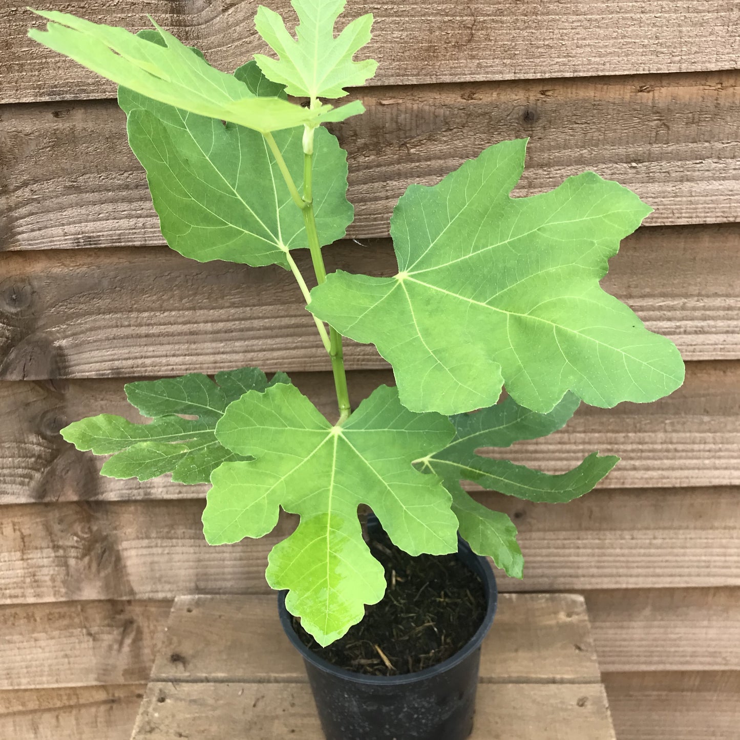 Potted Ficus Carica Brown Turkey Plant