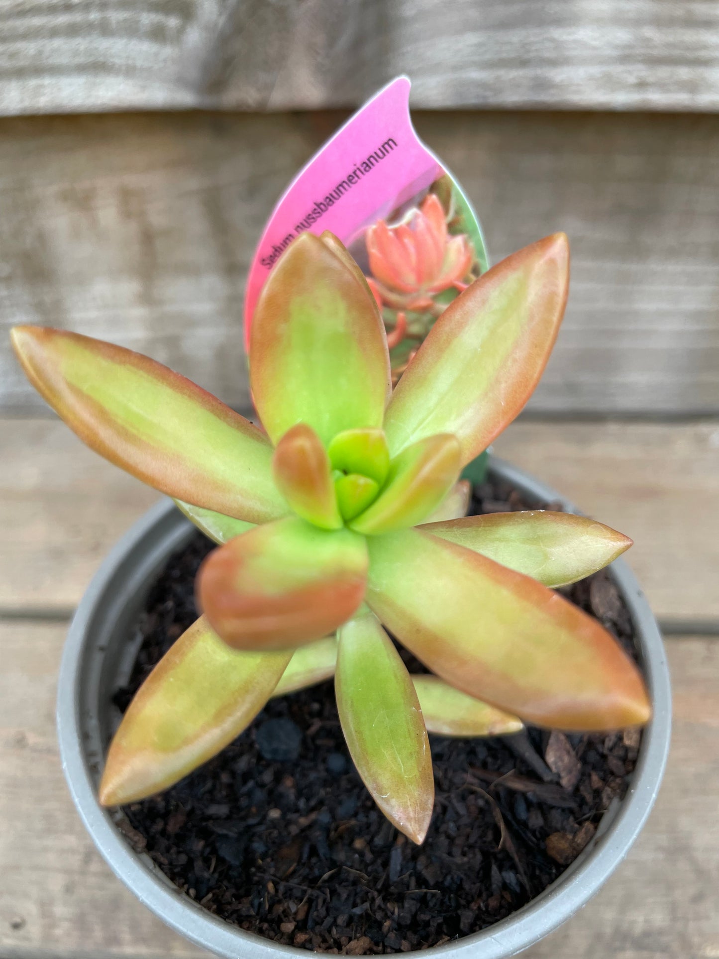Potted Sedum nussbaumerianum