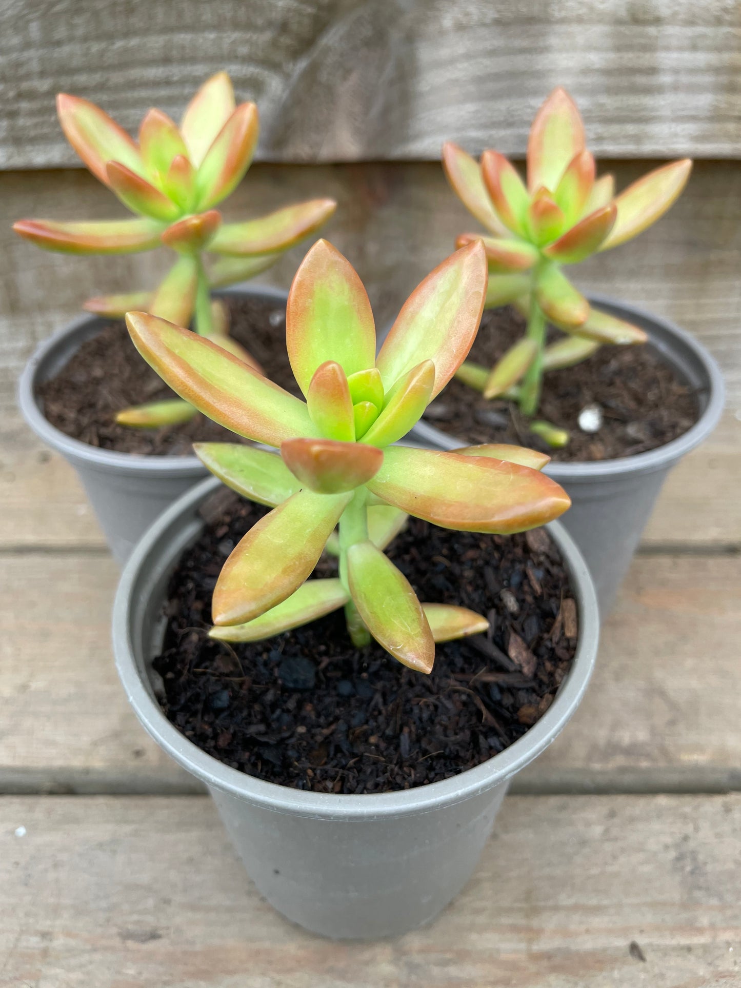 Three Sedum nussbaumerianum potted plants