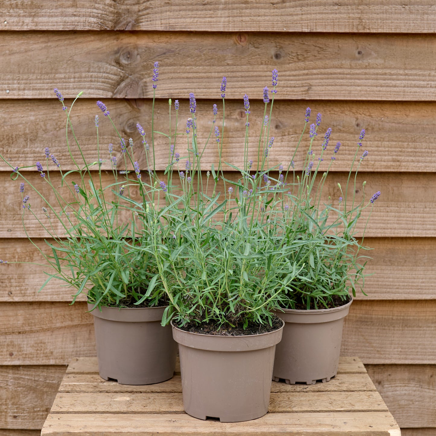 three pots of English lavender