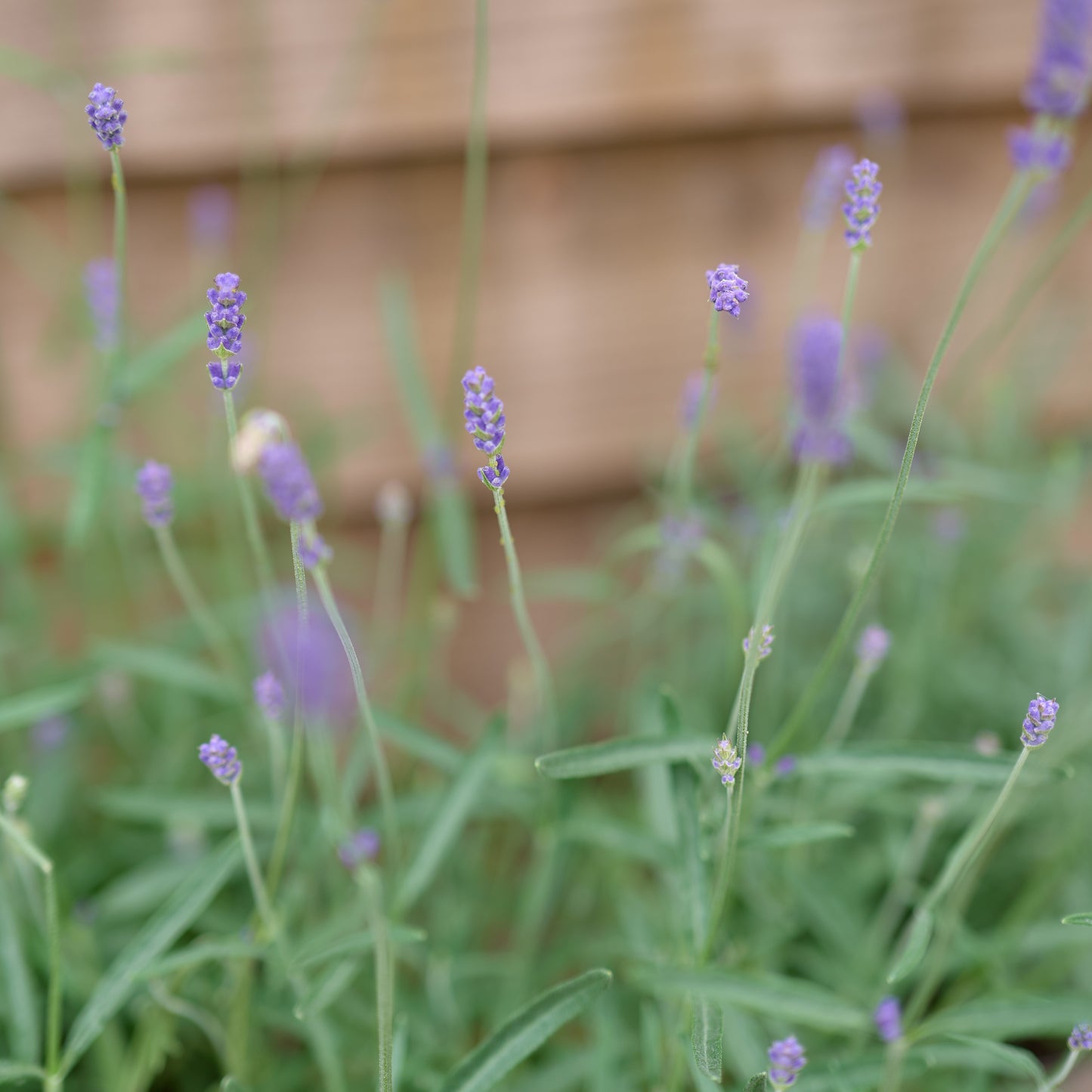 English lavender buds