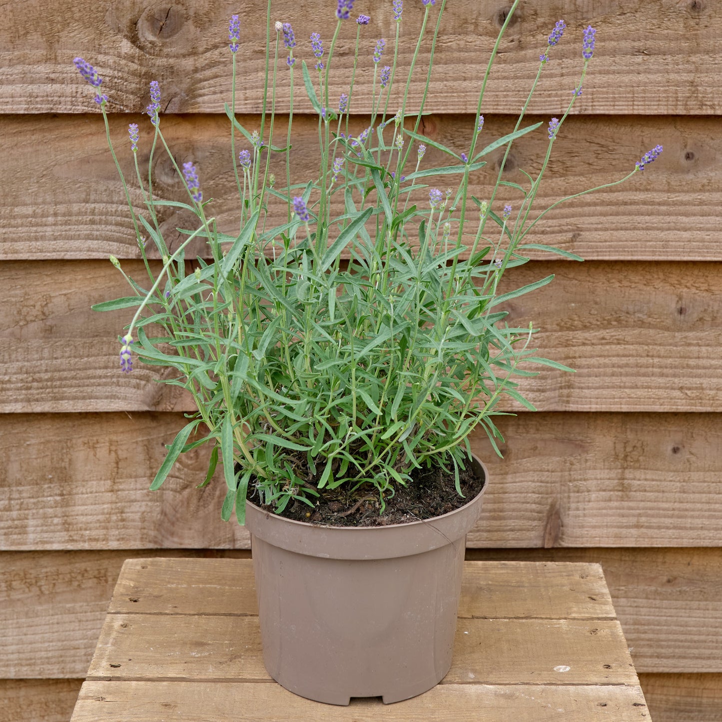 Potted English lavender