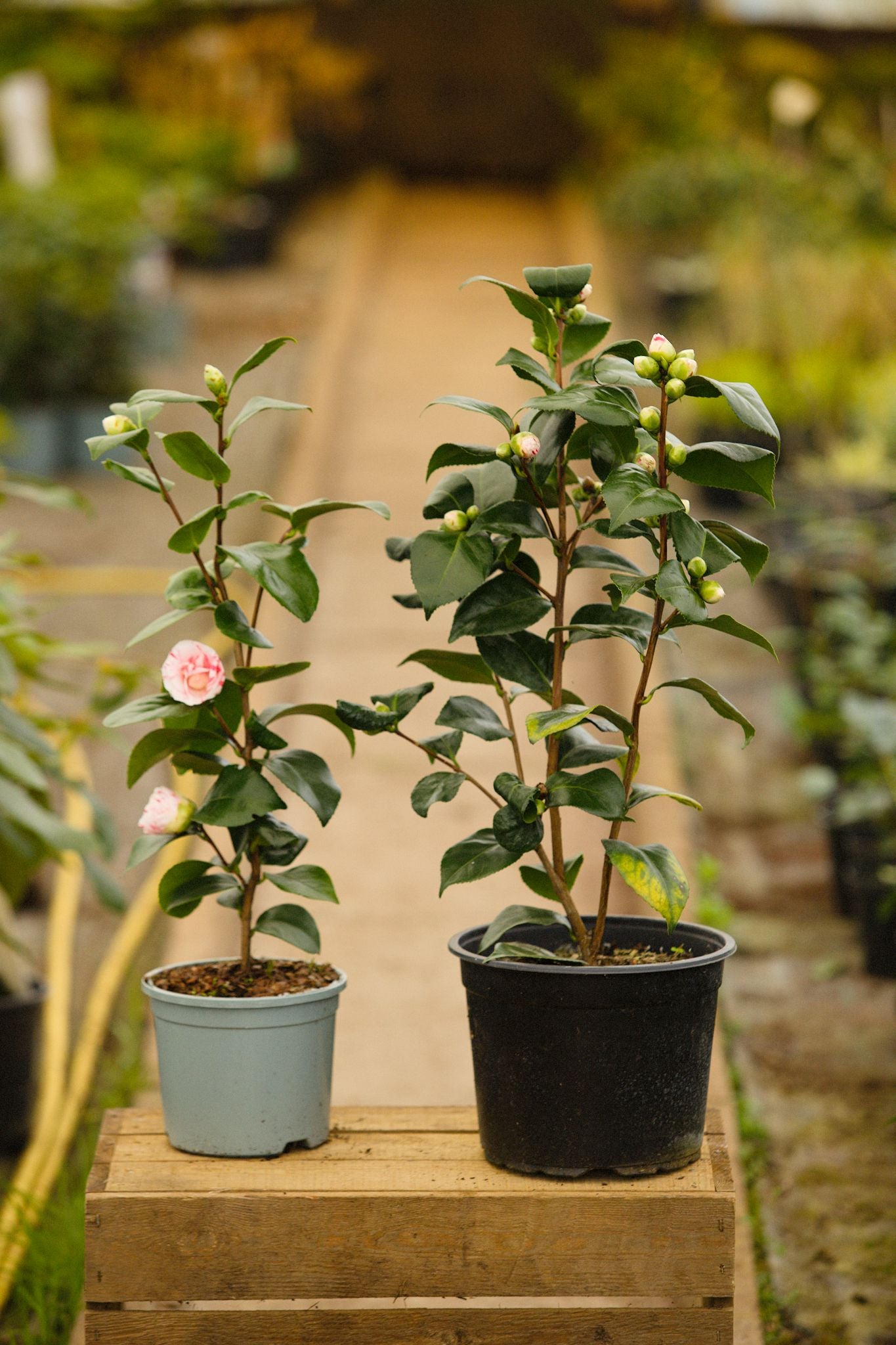Two pots of Camellia Contessa Lavinia Maggi