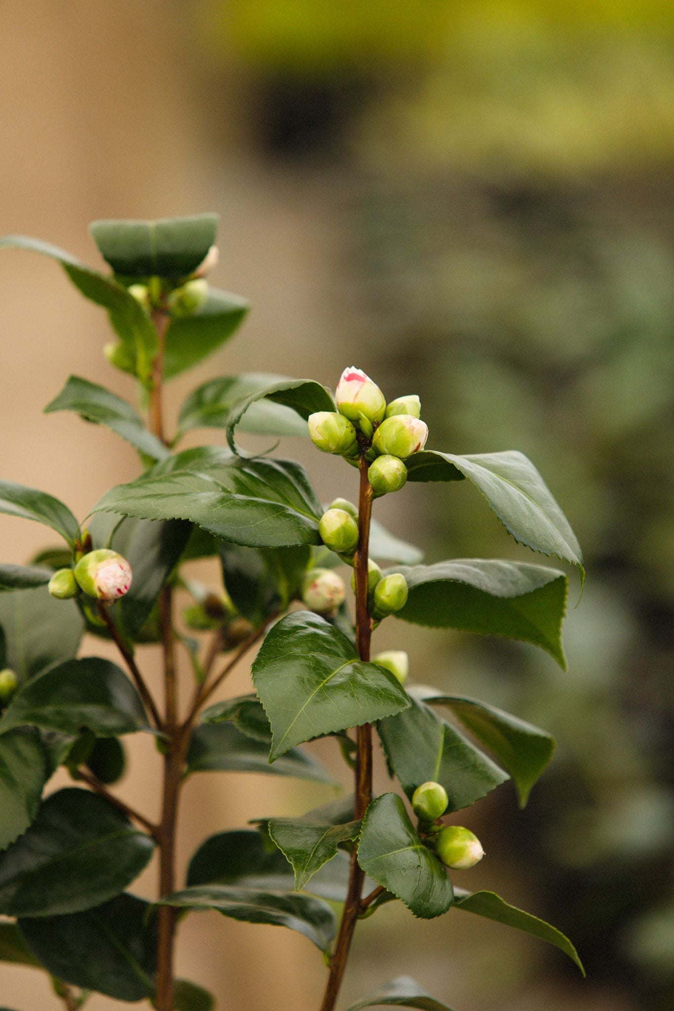 Flower Buds on Camellia Contessa Lavinia Maggi