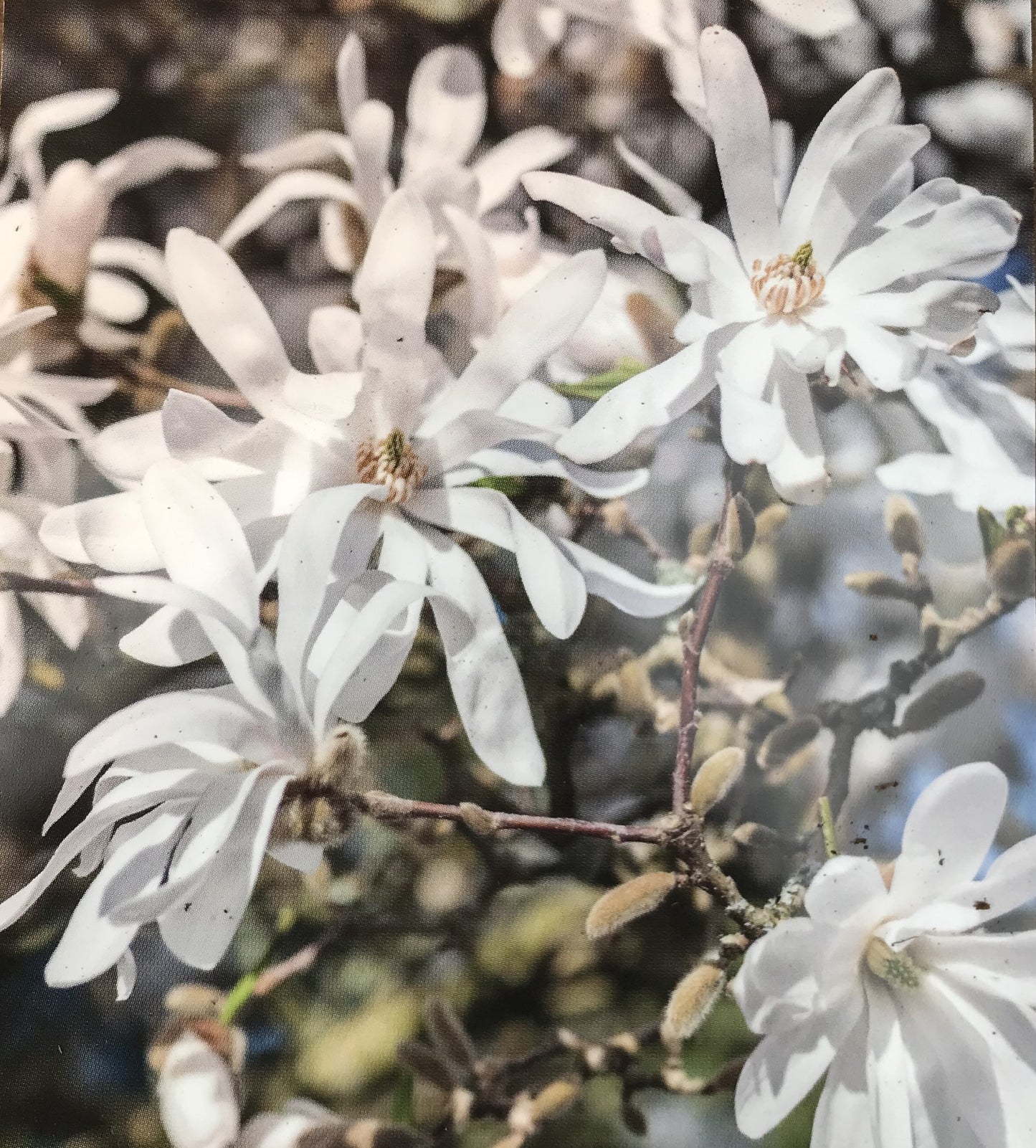 Picture of Magnolia Stellata Flowers