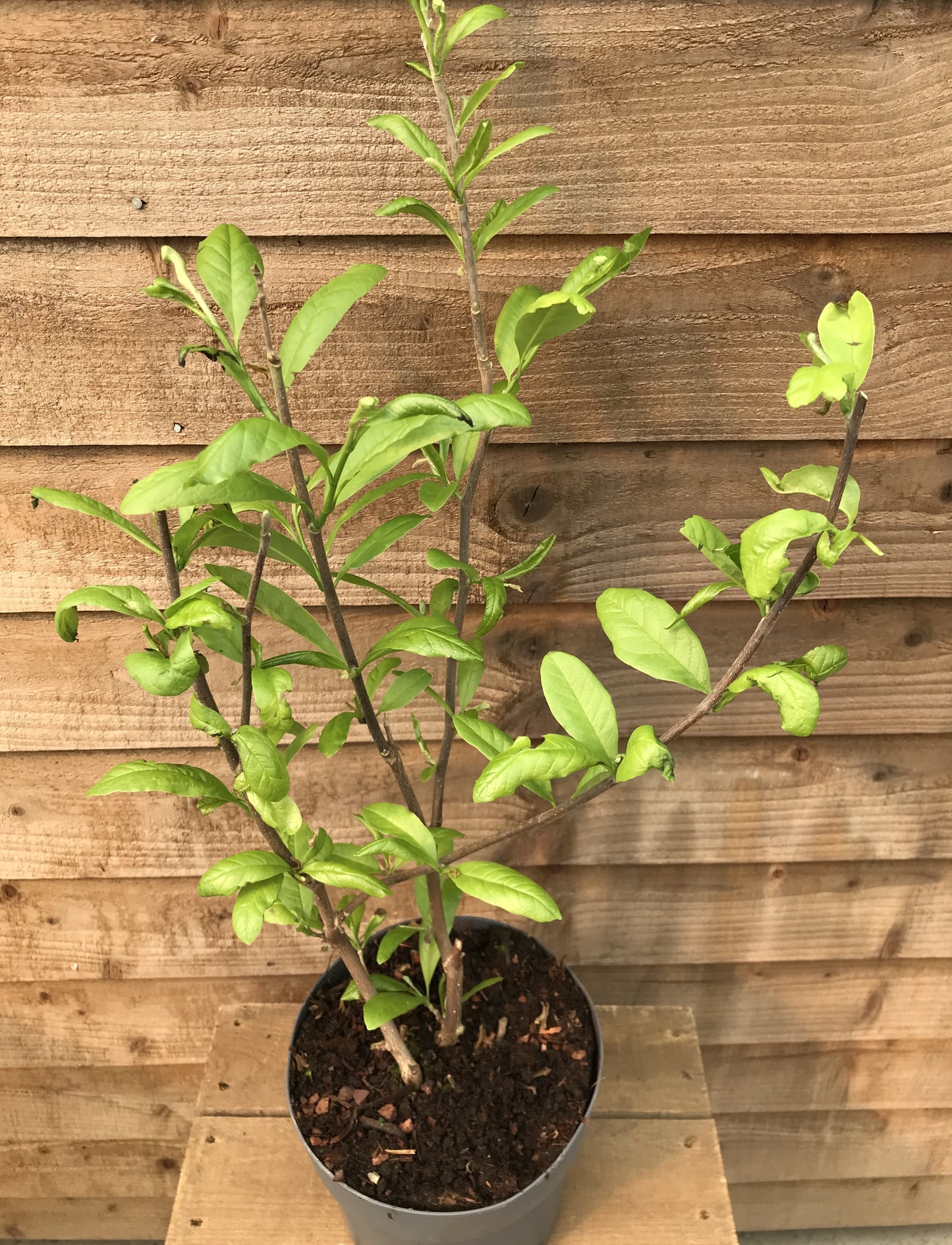 potted magnolia bush