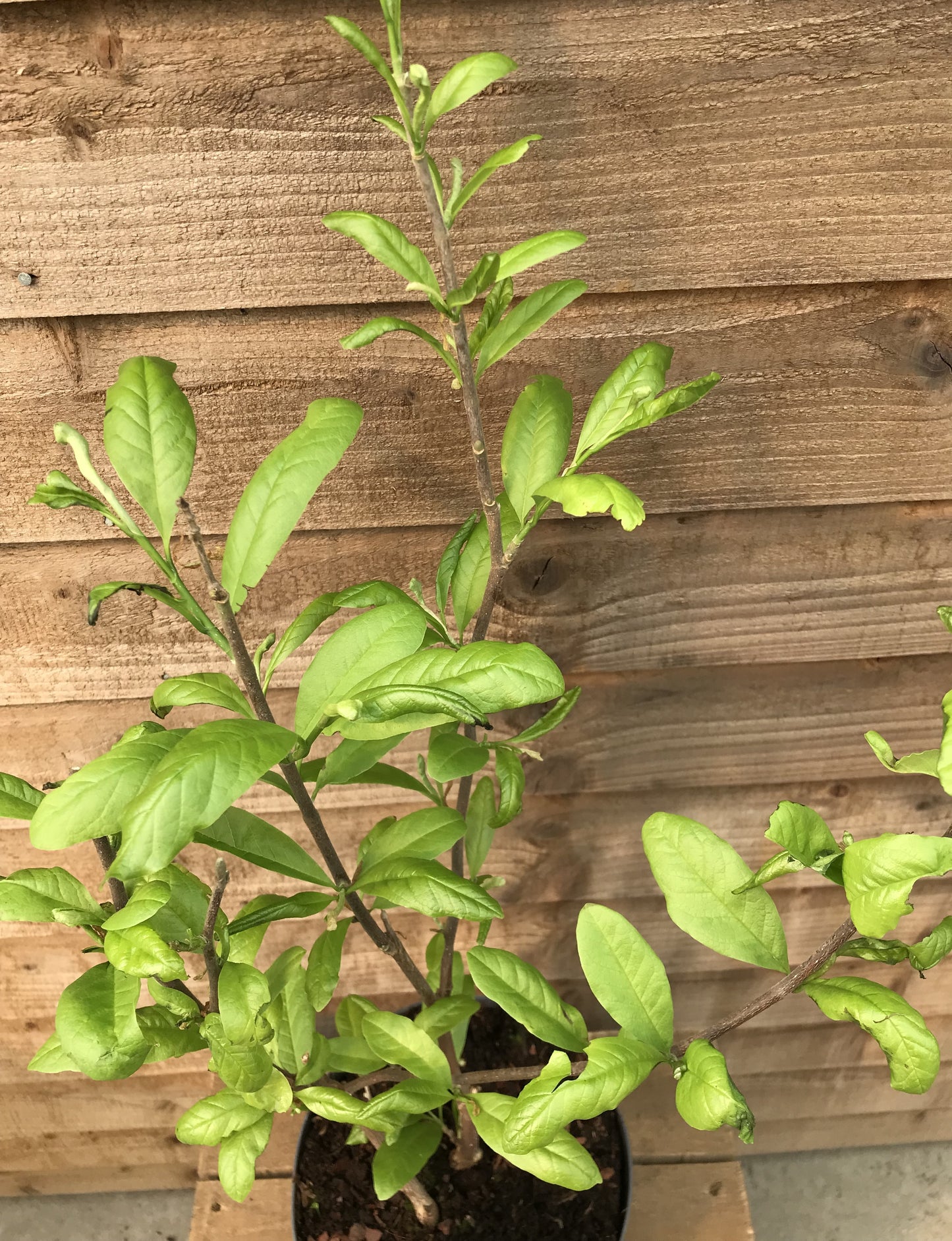 leaves on young magnolia stellata plant