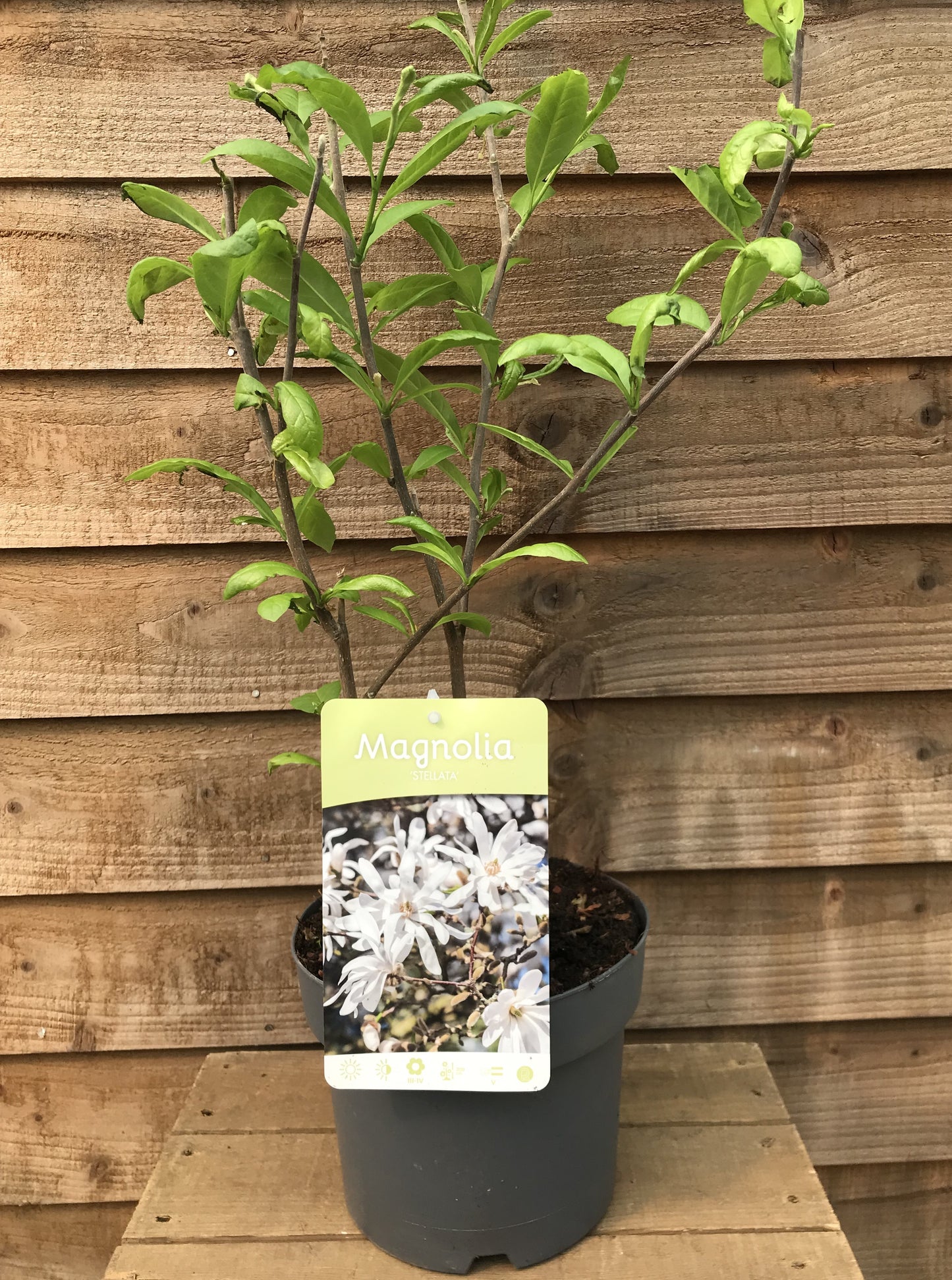 potted Magnolia Stellata