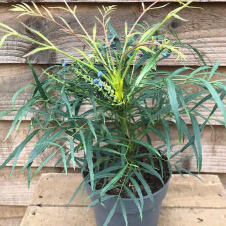 potted mahonia eurybracteata soft caress