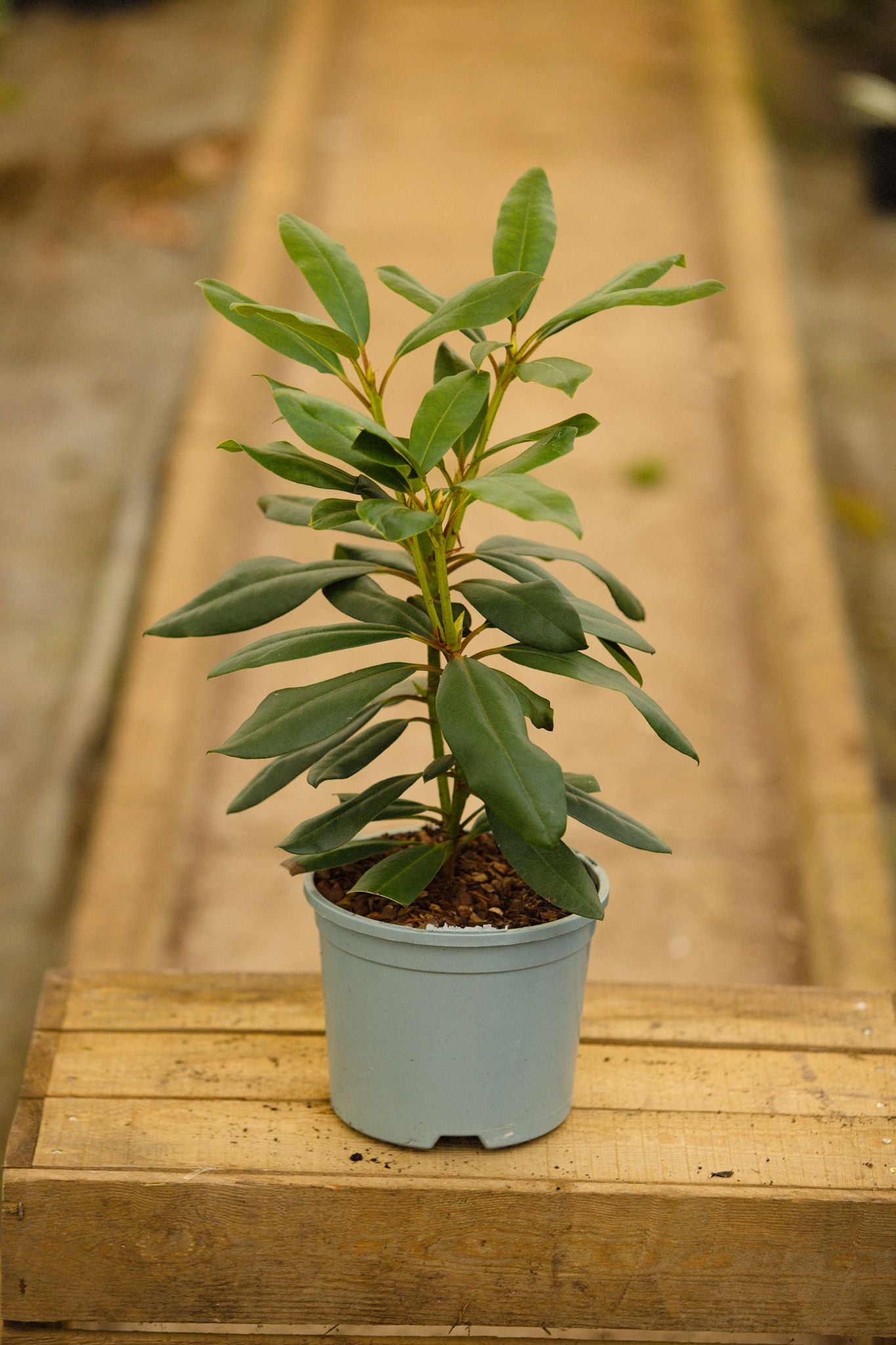 Potted Rhododendron Marcel Menard Plant