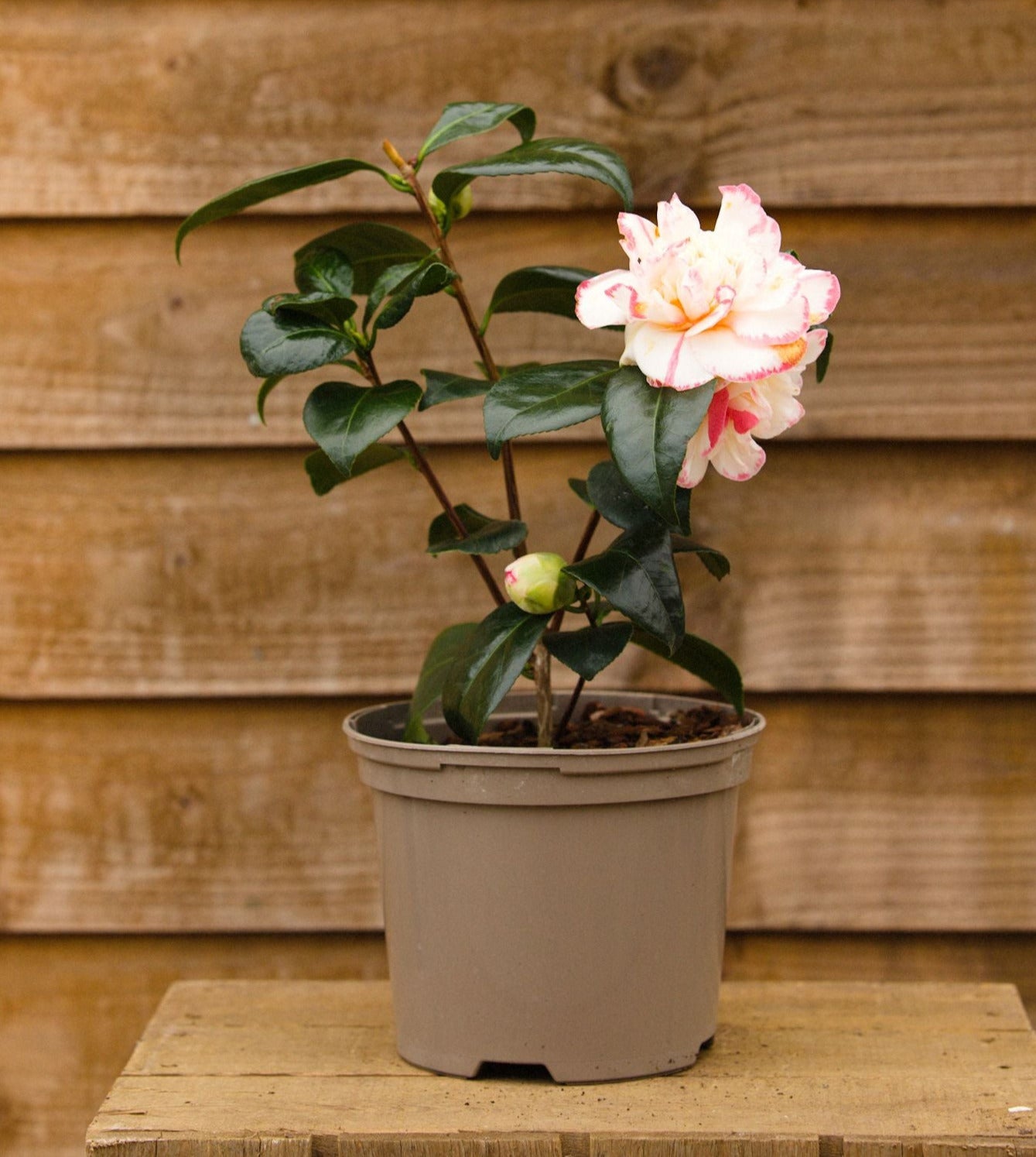 Potted Camellia Margaret Davis Plant