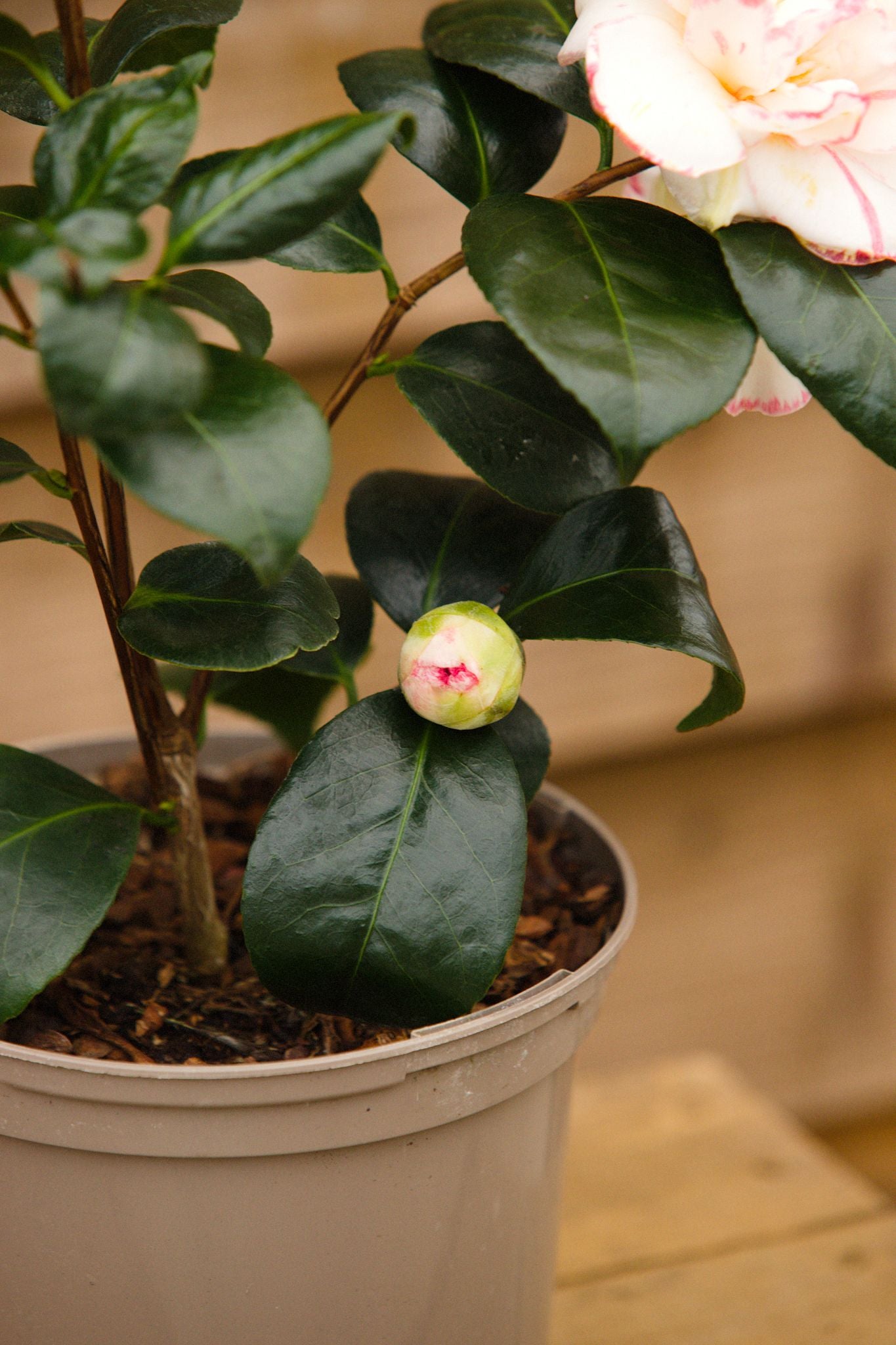 Buds on Camellia Margaret Davis Plant