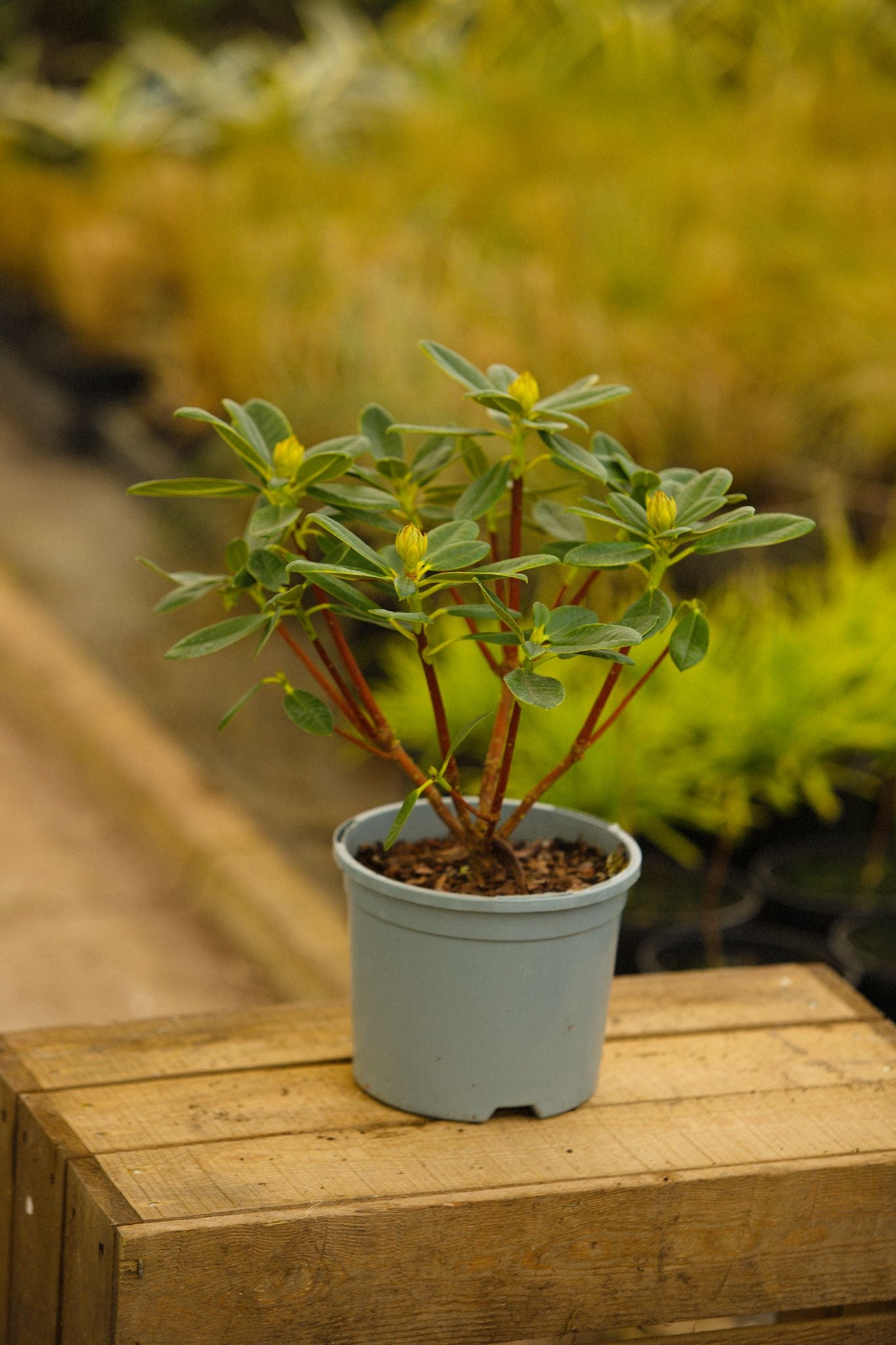 Rhododendron Nancy Evans Plant in Pot