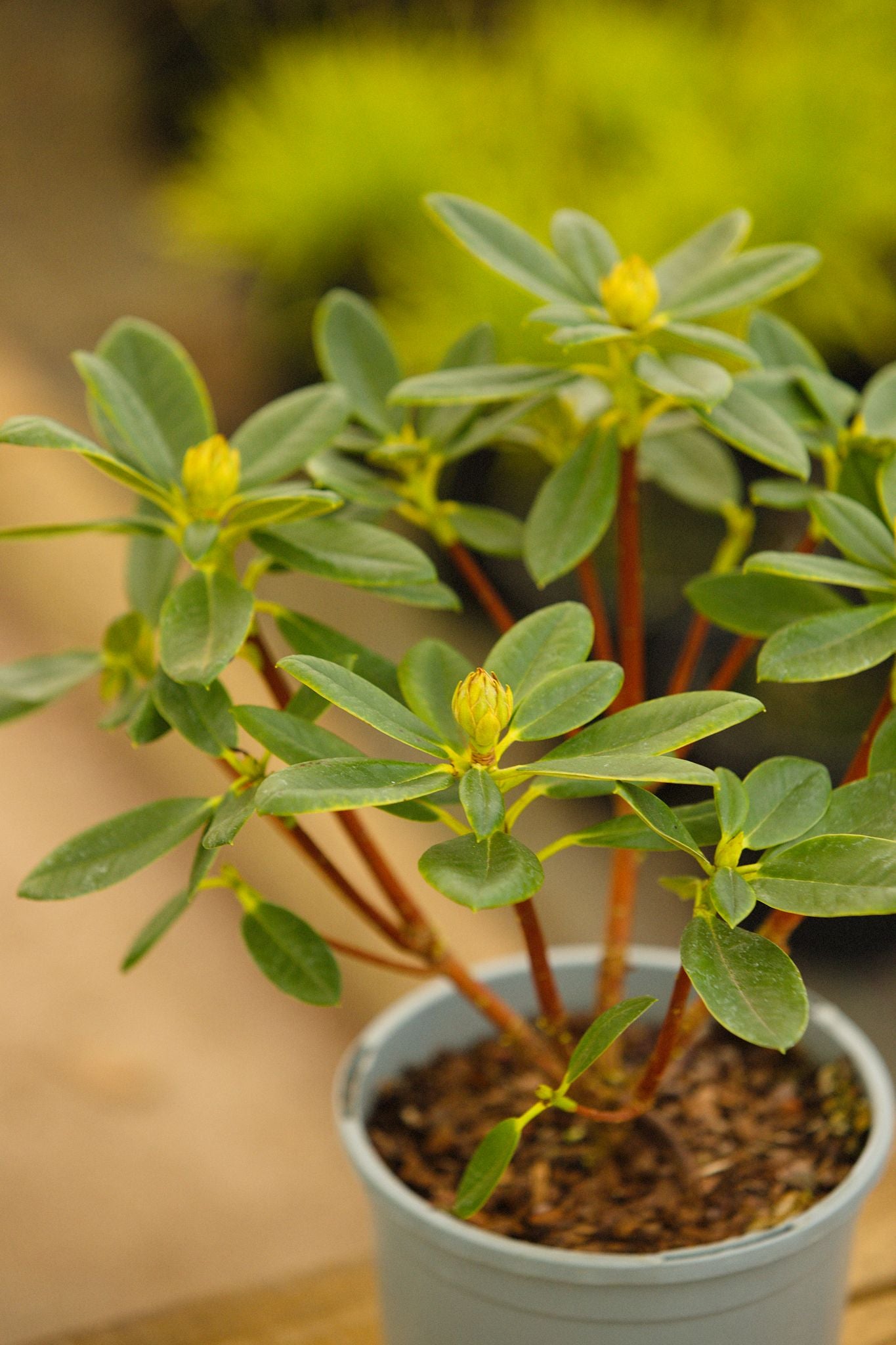 Young Rhododendron Nancy Evans Plant