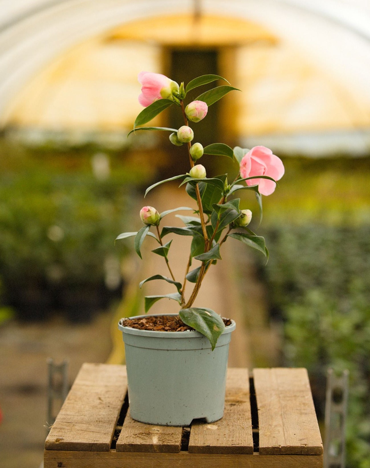 Potted Camellia Japonica Nuccio Cameo Plant