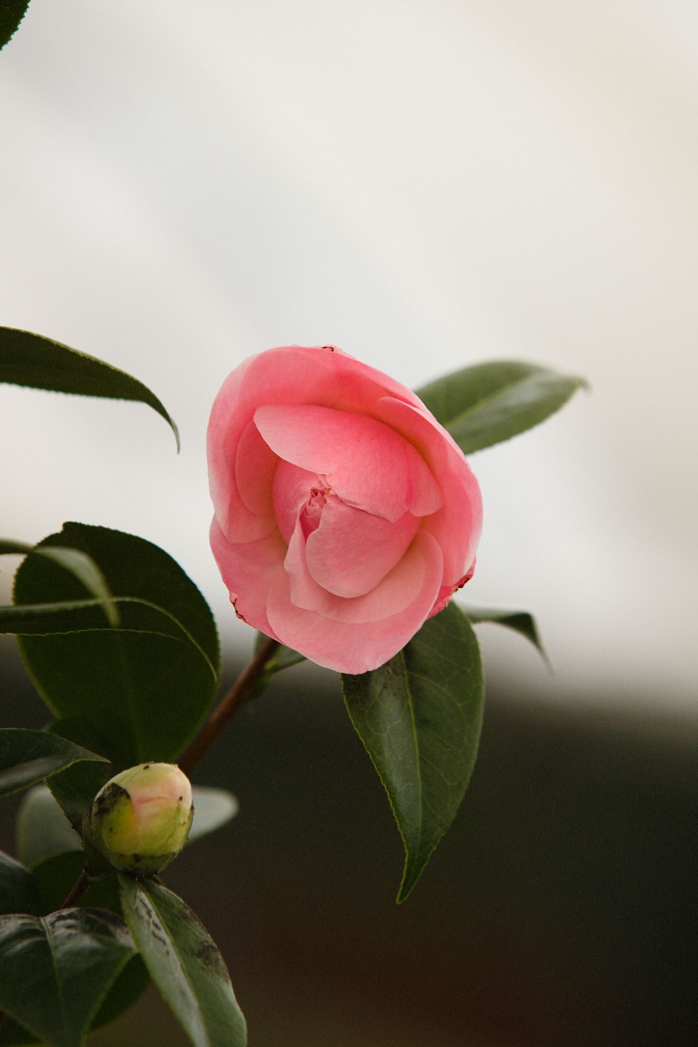 Single Flower on Camellia Japonica Nuccio Cameo Plant