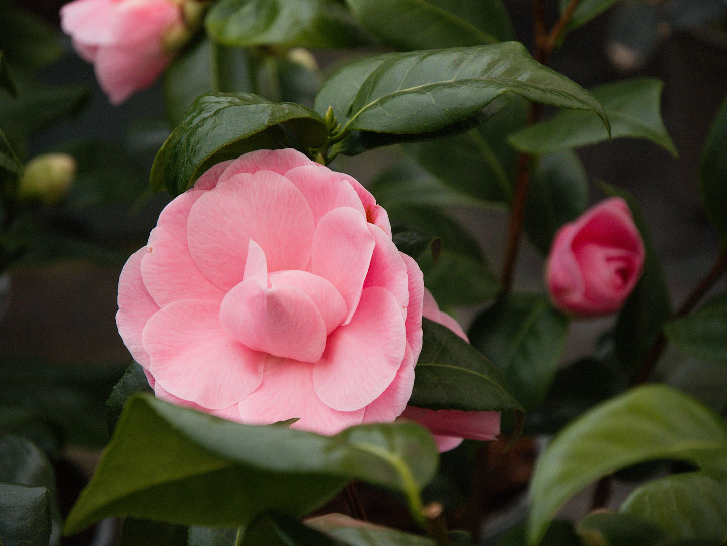Flowering Camellia Japonica Nuccio Cameo Plant