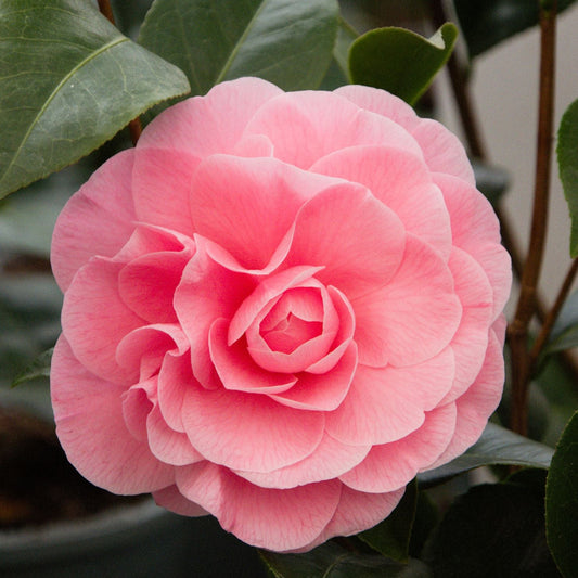 Camellia Japonica Nuccio Cameo Flower