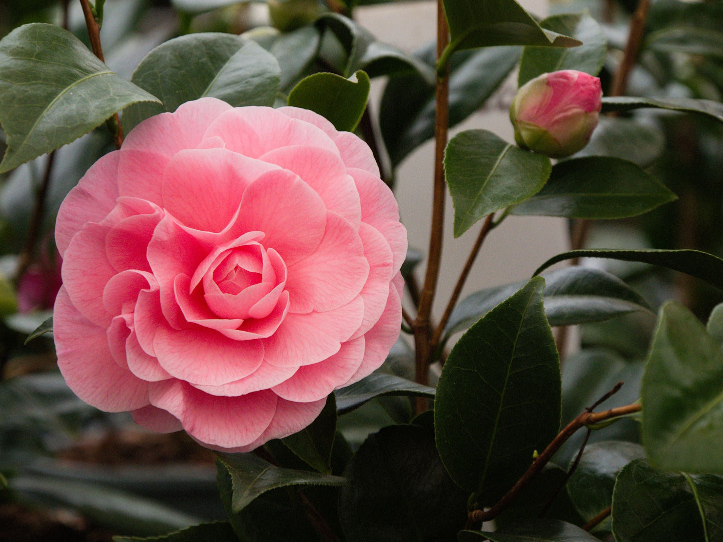 Flowers and Leaves on Camellia Japonica Nuccio Cameo Plant