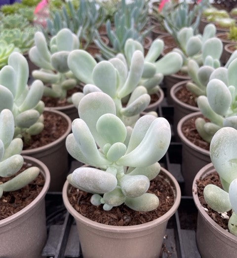 Potted pachyphytum bracteosum plants for sale